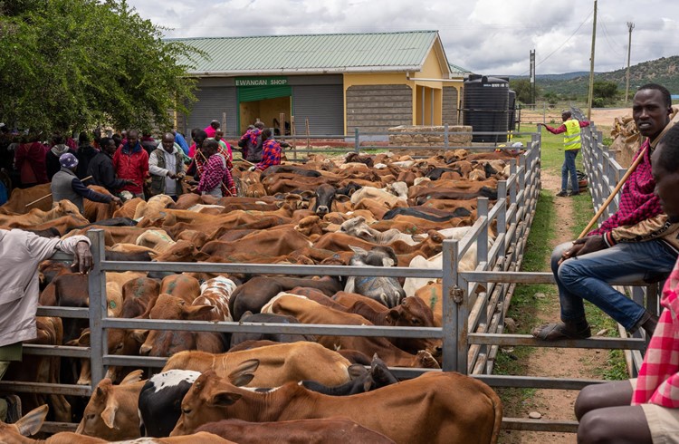 Ein Masai Viehmarkt wurde besucht mit vielen herzlichen Begegnungen. Fotos zVg