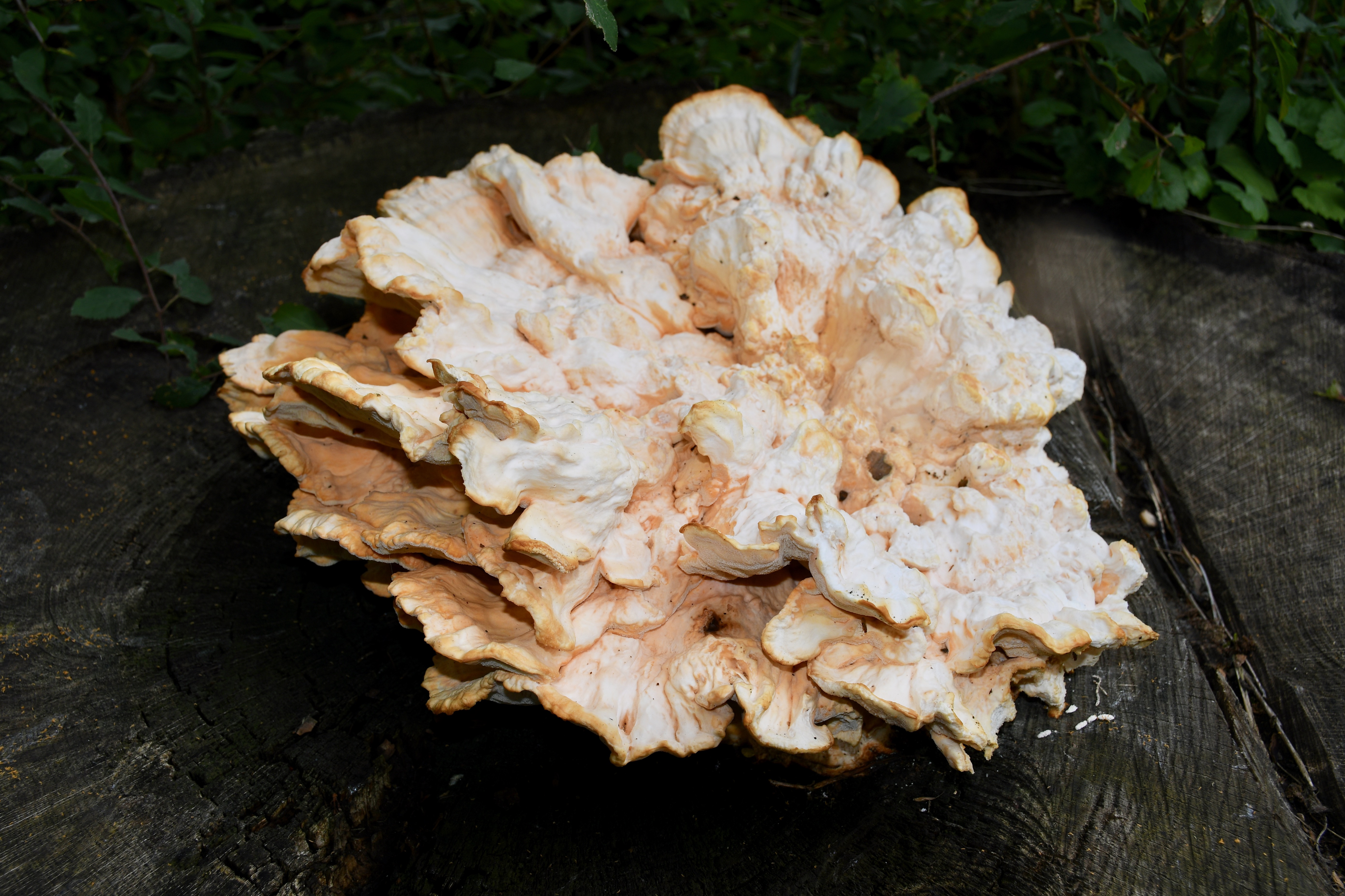 Wunderpilz Durchmesser zirka 30 cm, Aufnahme im Naturlehrgebiet Ettiswil.  | Toni Koller, Grosswangen 