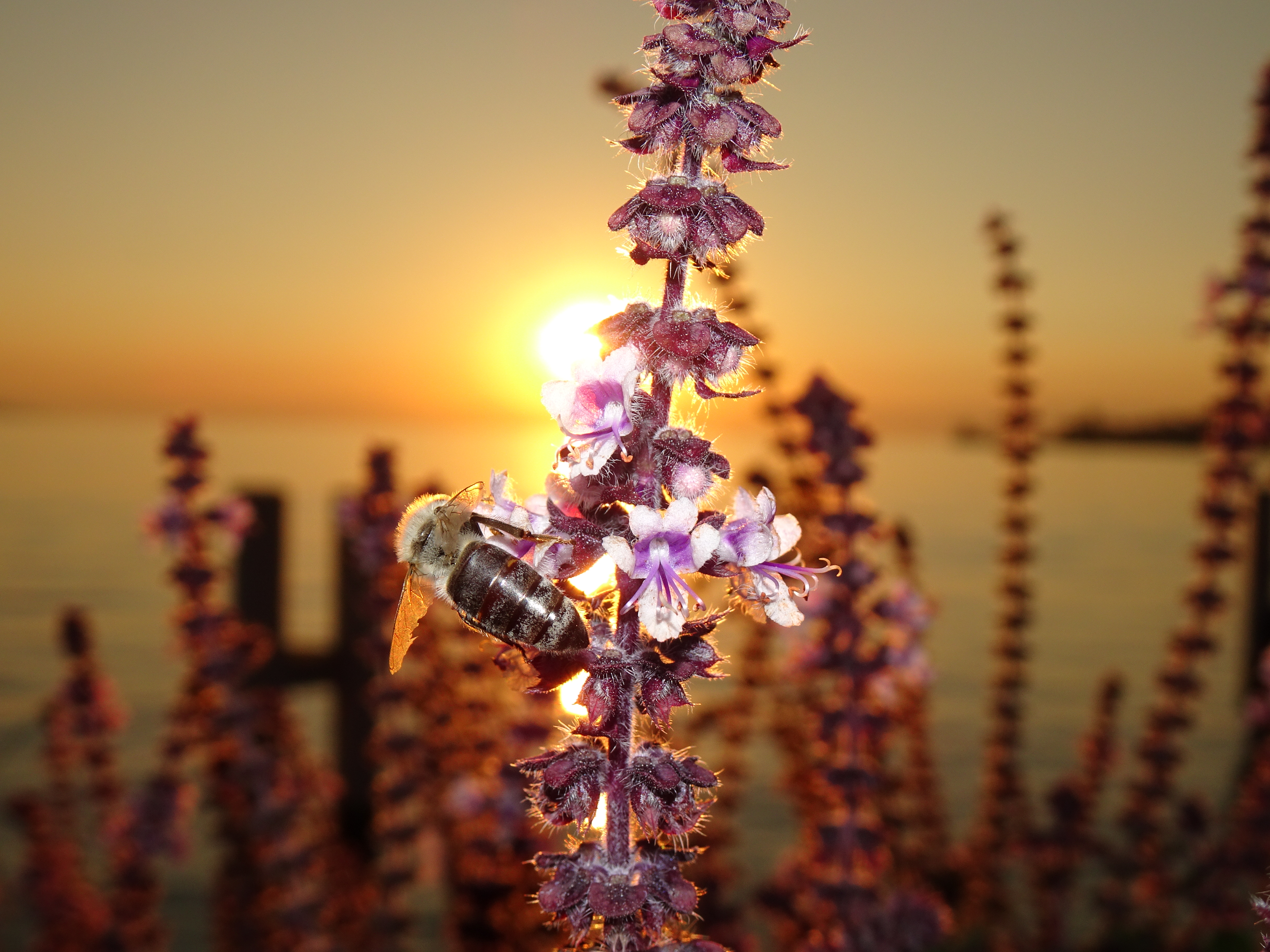 Diese sehr fleissige Arbeiterin in Montreux an den Ufern des Genfersees arbeitet durch bis Sonnenuntergang.  | Urs Amrein, Ruswil 