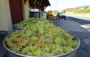 In der Waadtländer Weinbau-Region "La Côte" hat die Weinlese begonnen, sieht das nicht köstlich und gluschtig aus?   | Urs Amrein, Ruswil 