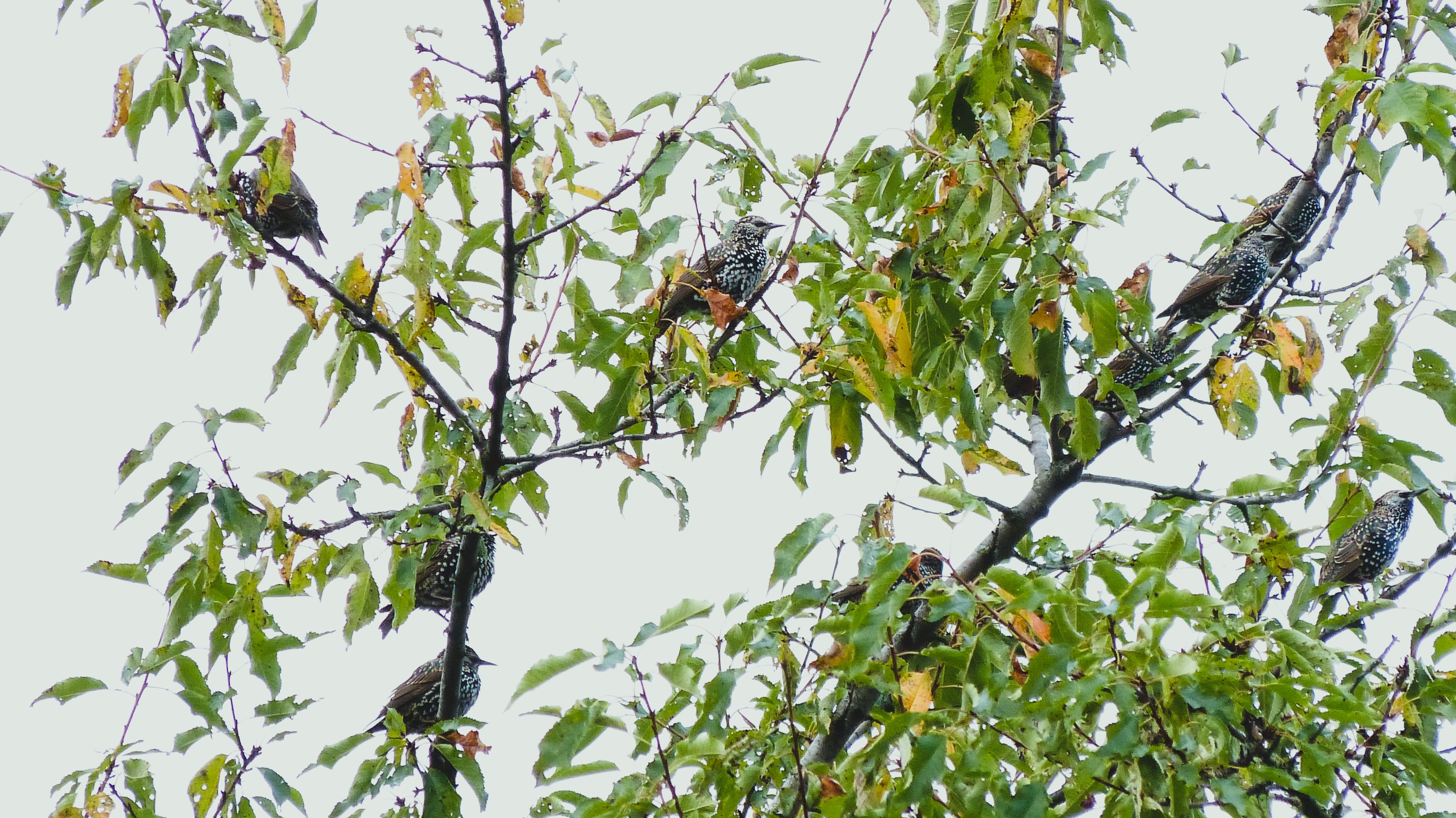 Die Stare scharen sich nun und ziehen nach Süd- und Westeuropa  | Josef Lustenberger, Wolhusen