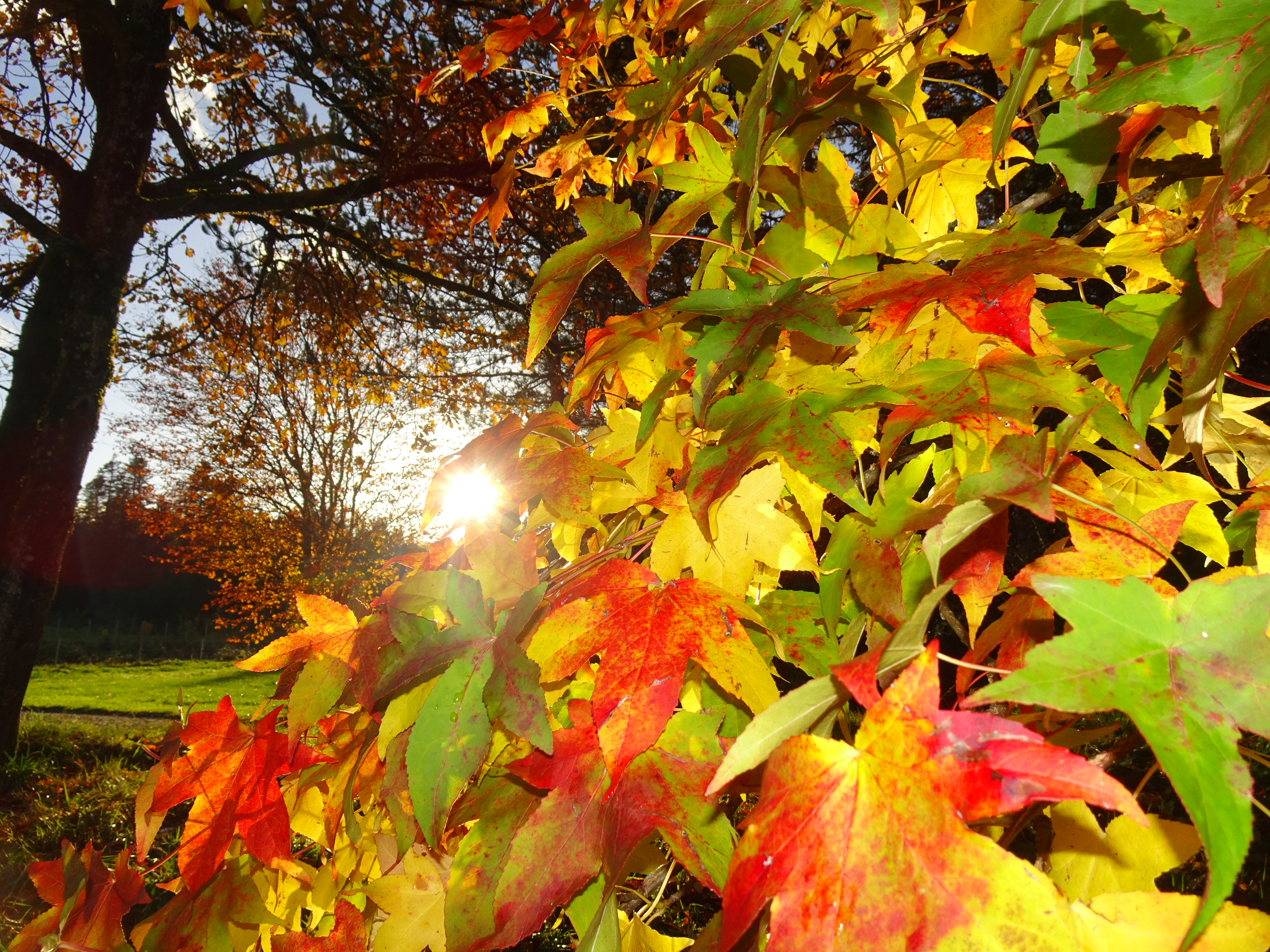 Ahornblätter im Längmösli im Schächbelerwald in Ruswil im Gegenlicht  | Urs Amrein, Ruswil 