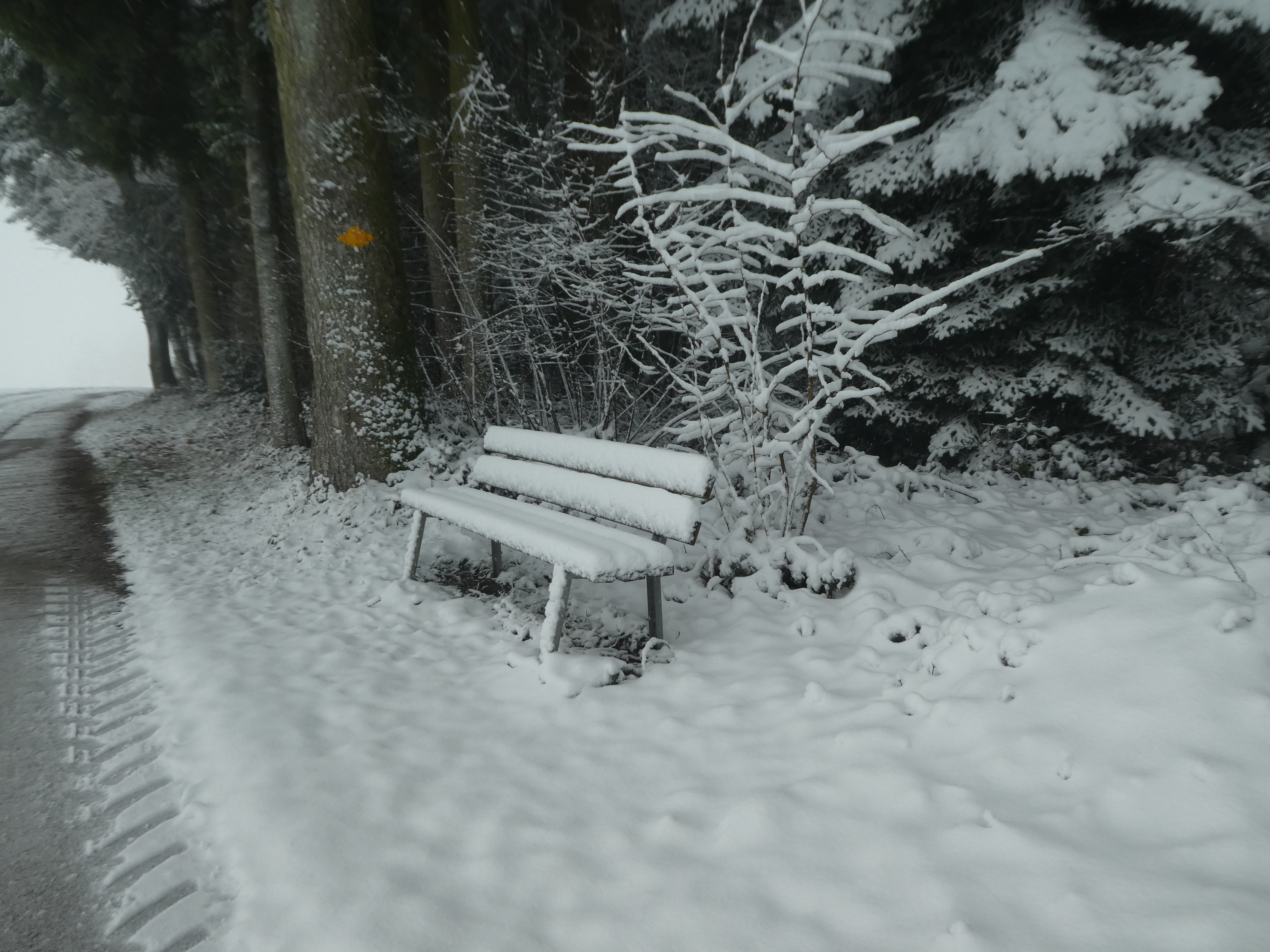 Der Winter macht eine Pause, das Foto entstand im Ägertenwald auf Windblose. | Josy Steinmann, Ruswil