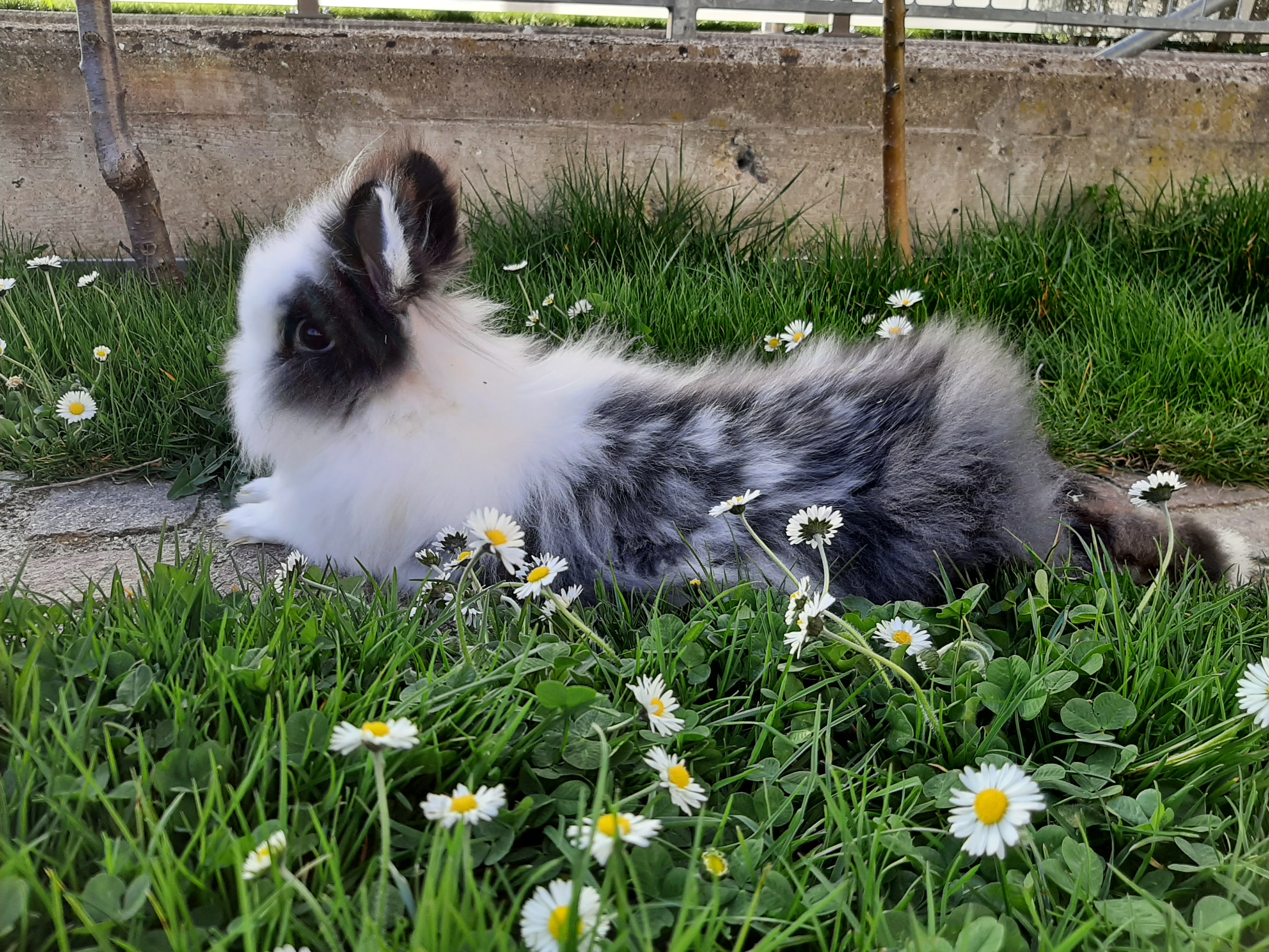 Der Osterhase wurde entdeckt | Sarina Muff, Ruswil