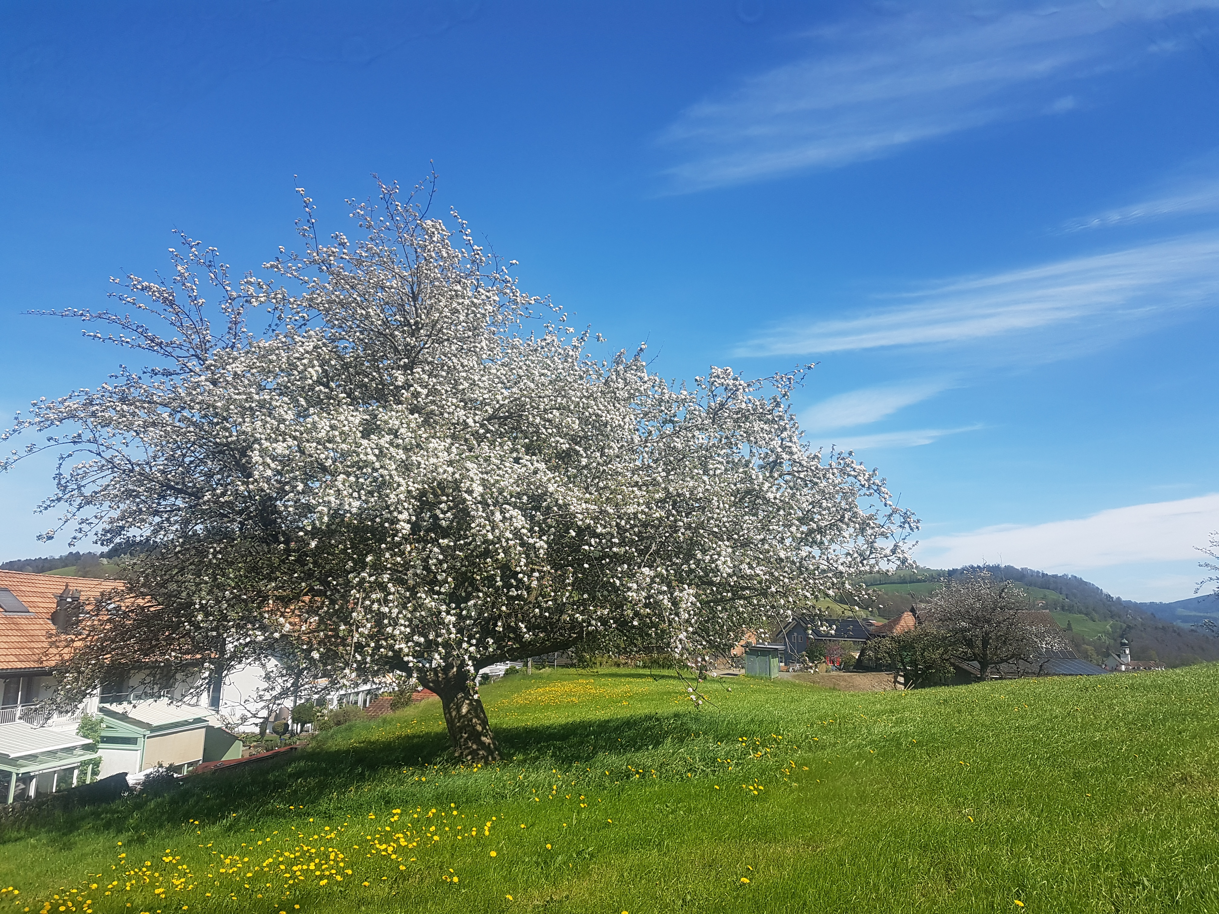 Apfelbaums in Vollblüte auf der Höchweid in, Werthenstein | René Egli-Husmann, Werthenstein