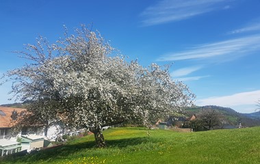 Apfelbaums in Vollblüte auf der Höchweid in, Werthenstein | René Egli-Husmann, Werthenstein