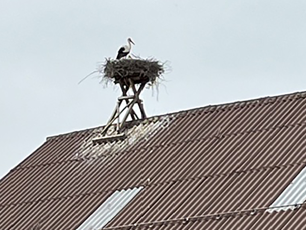 Der Storch besucht eine Scheune in Buholz | Hans Felder
