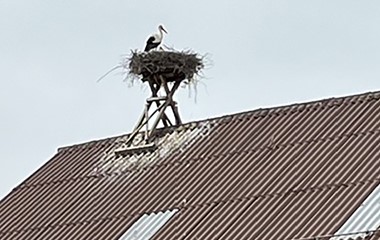 Der Storch besucht eine Scheune in Buholz | Hans Felder