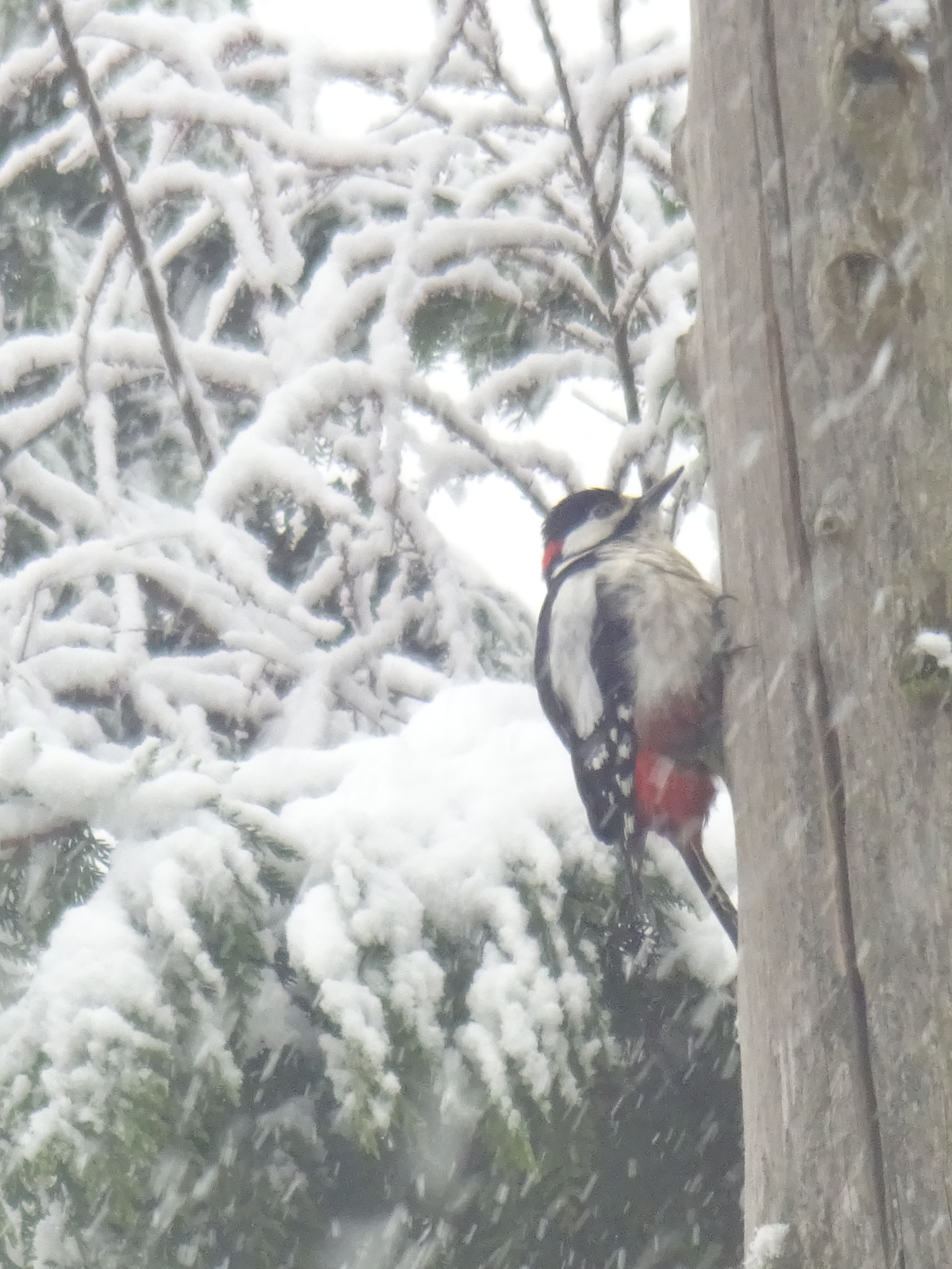 Buntspechtmännchen im Schneesturm  | Urs Amrein, Ruswil 