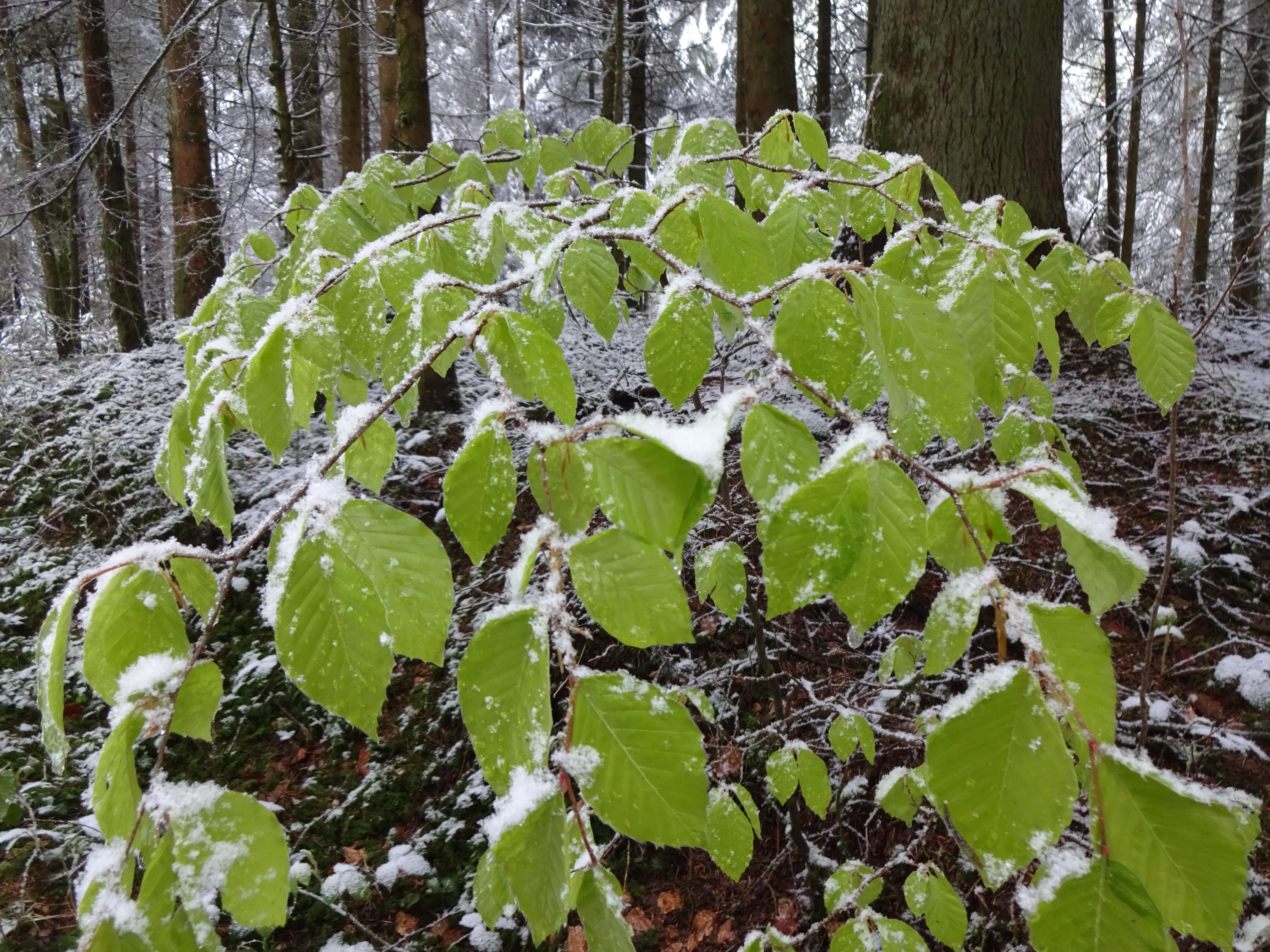 Leuchtende Buchenblätter im Homelwald (Neuenkirch ) | Urs Amrein, Ruswil 