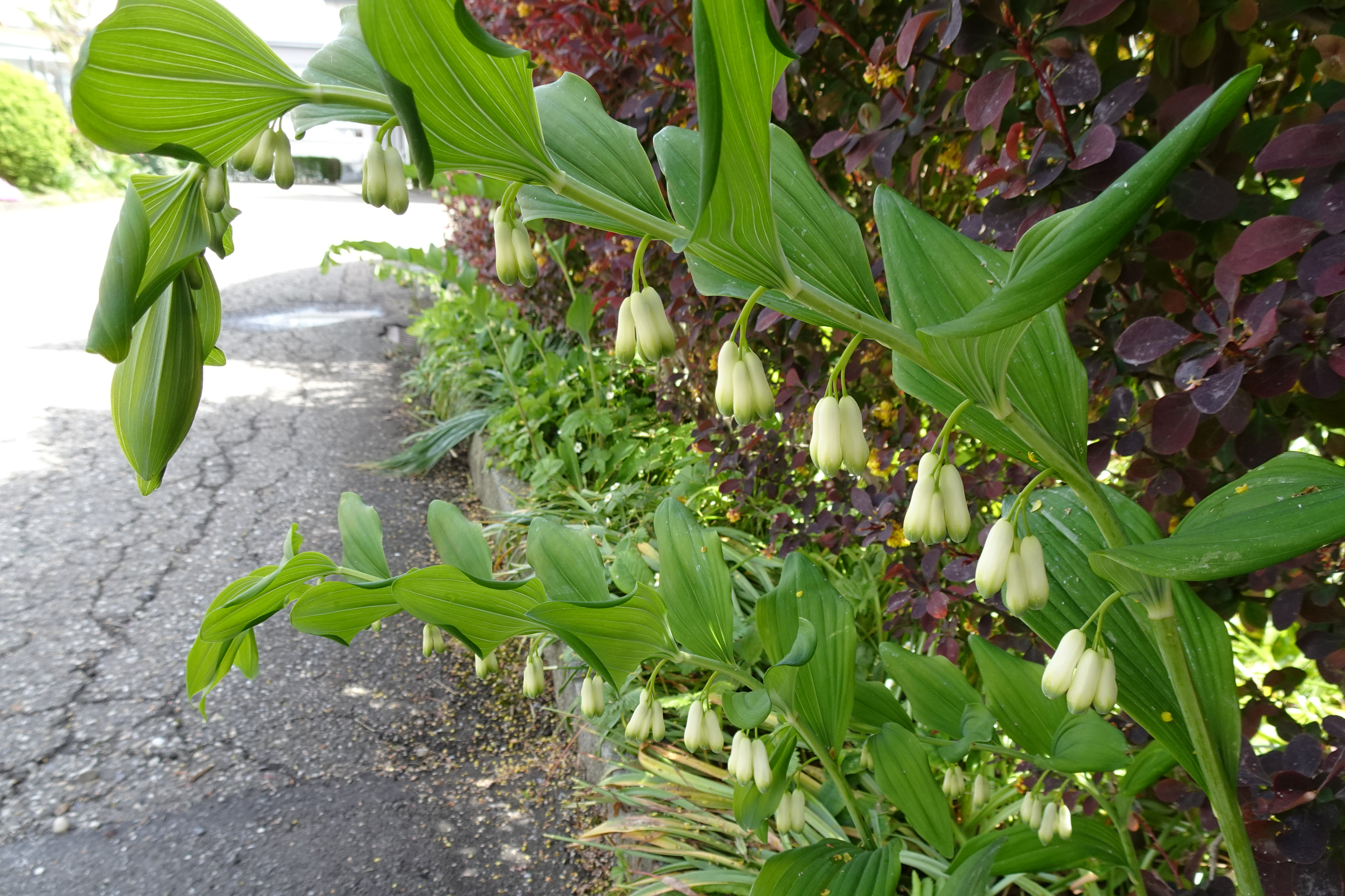 Salomonsiegel am Wegesrand am Bäremattweg in Ruswil | Urs Amrein, Ruswil 