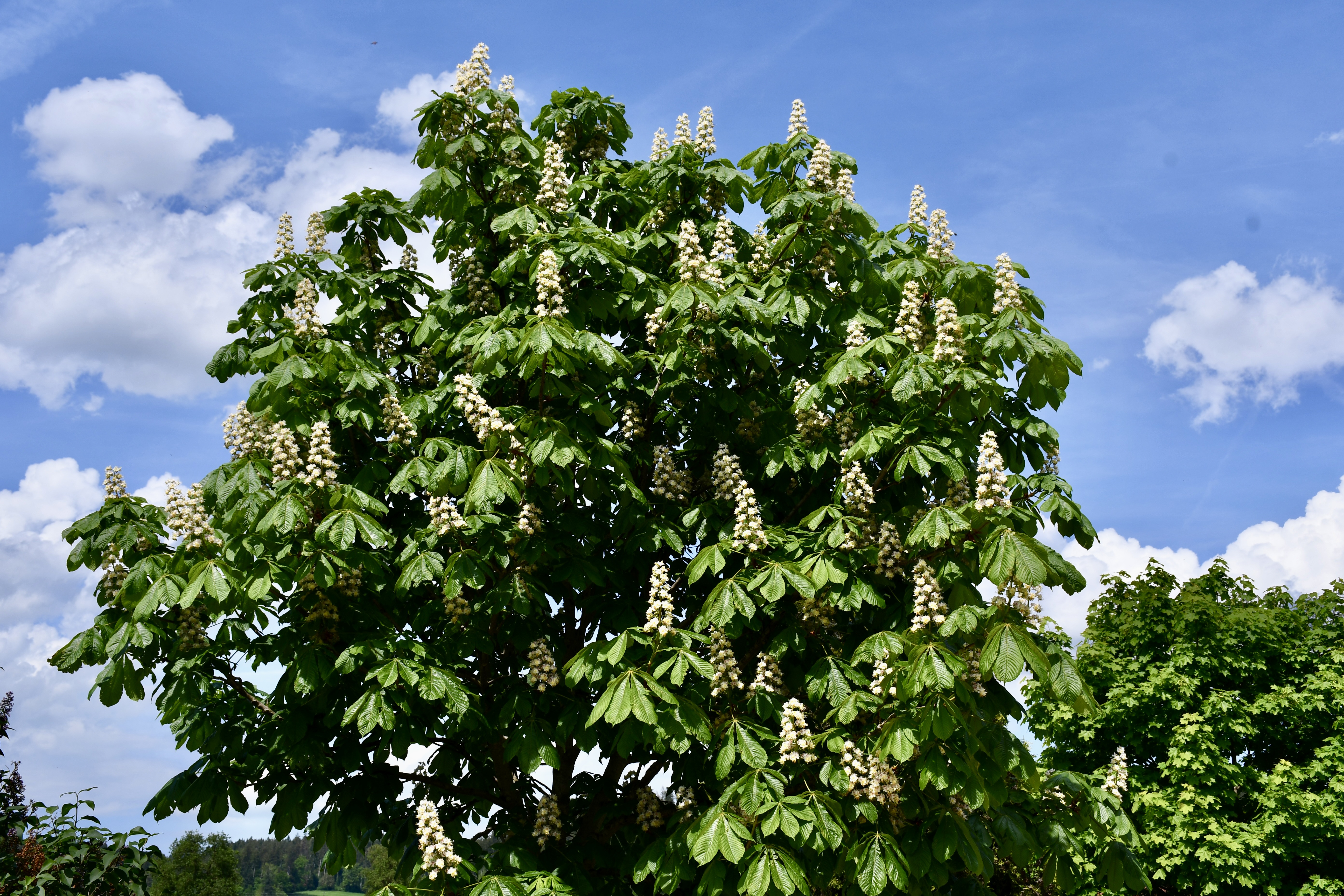 Kastanienbaum in voller Blütenpracht  | Toni Koller, Grosswangen 