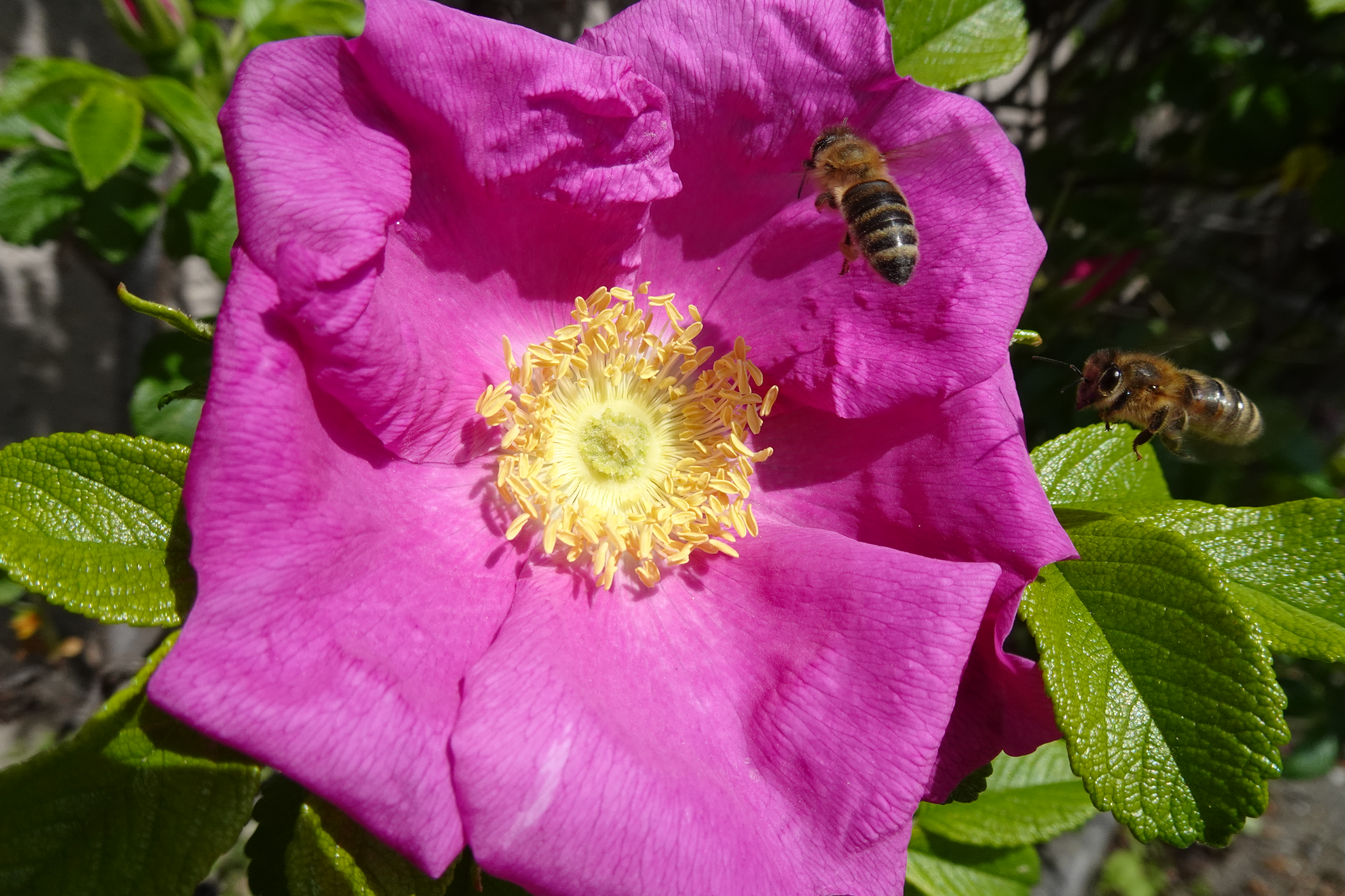 Beschreibung: gleich zwei Emsige beabsichtigen auf dieser Kartoffelrosenblüte ihre Arbeit aufzunehmen | Urs Amrein, Ruswil 