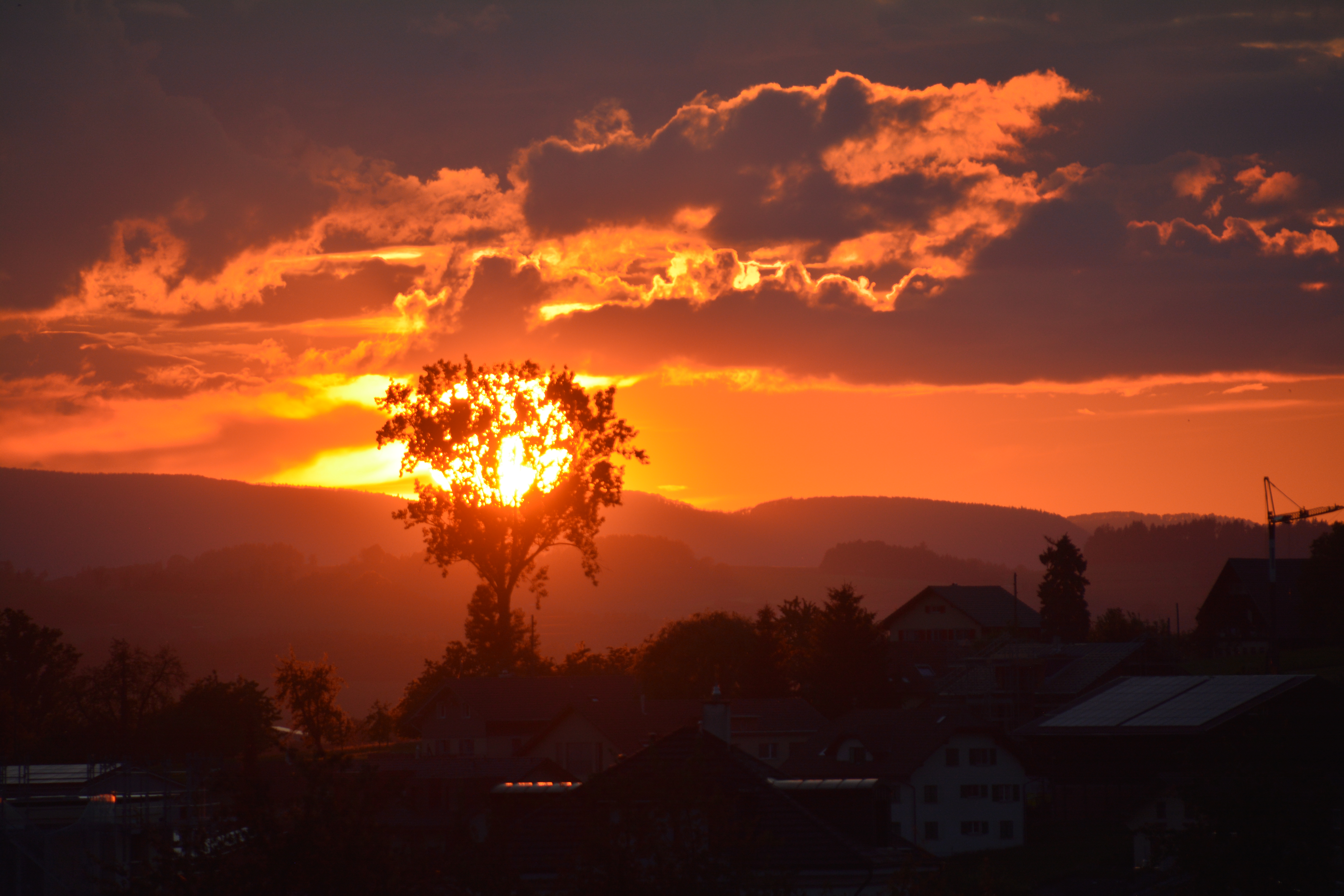 Die Sonne in ihrer vollen Grösse leuchtet hinter dem Baum. Dieser steht in der Allmend Buttisholz.  | Eduard Birrer, Buttisholz  