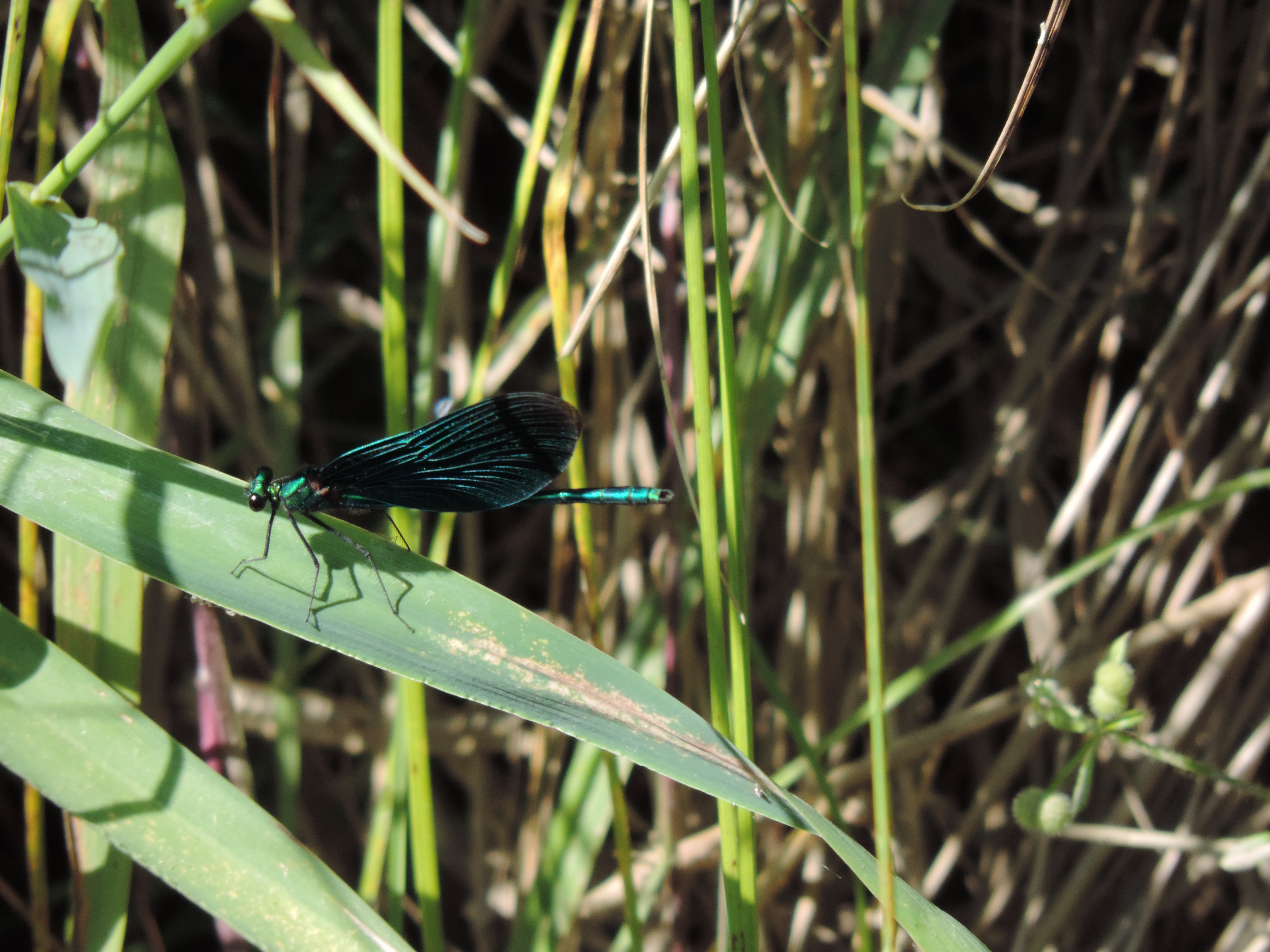 Diese herrliche Libelle sonnte sich in Grosswangen am Heubächli.  | Willi Rölli, Grosswangen 