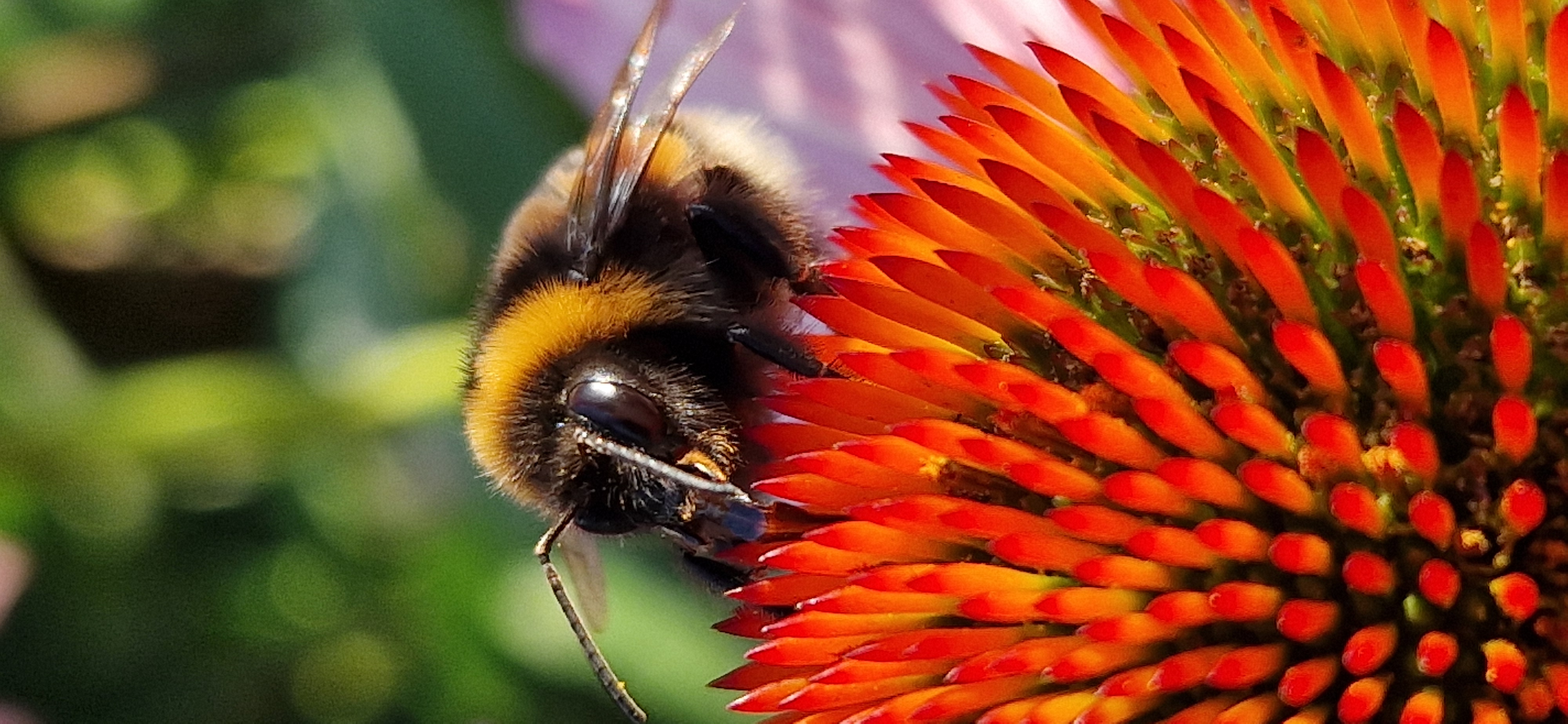 Hummel bei der Arbeit  | Irene Kipfer, Grosswangen 
