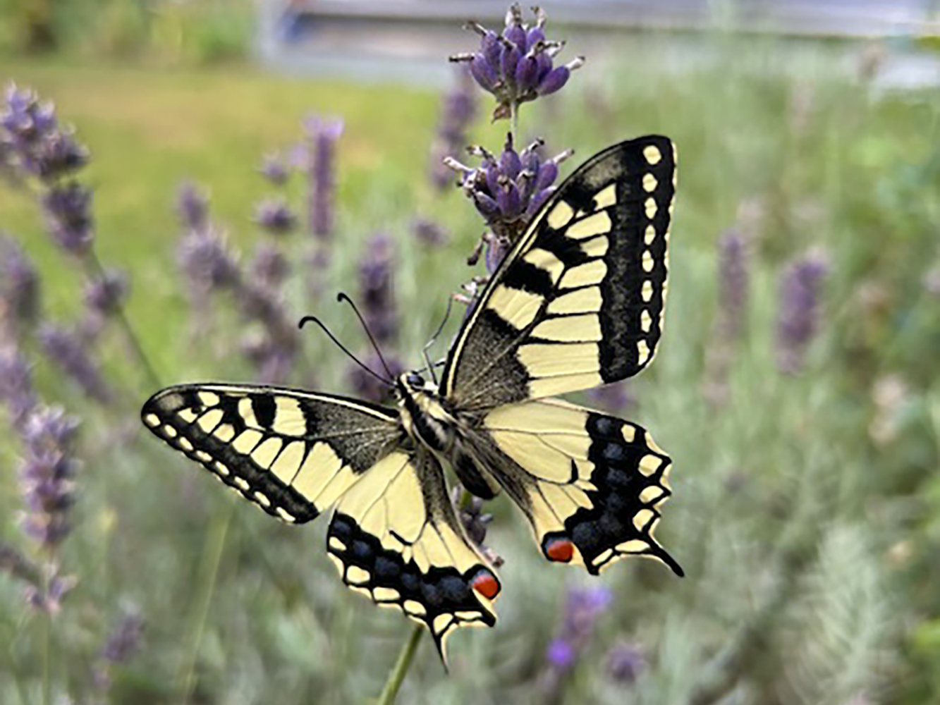 Noch keine Stunde alt, zeigt sich dieser Schwalbenschwanz in seiner vollen Pracht. | Fredy Kränzlin, Werthenstein