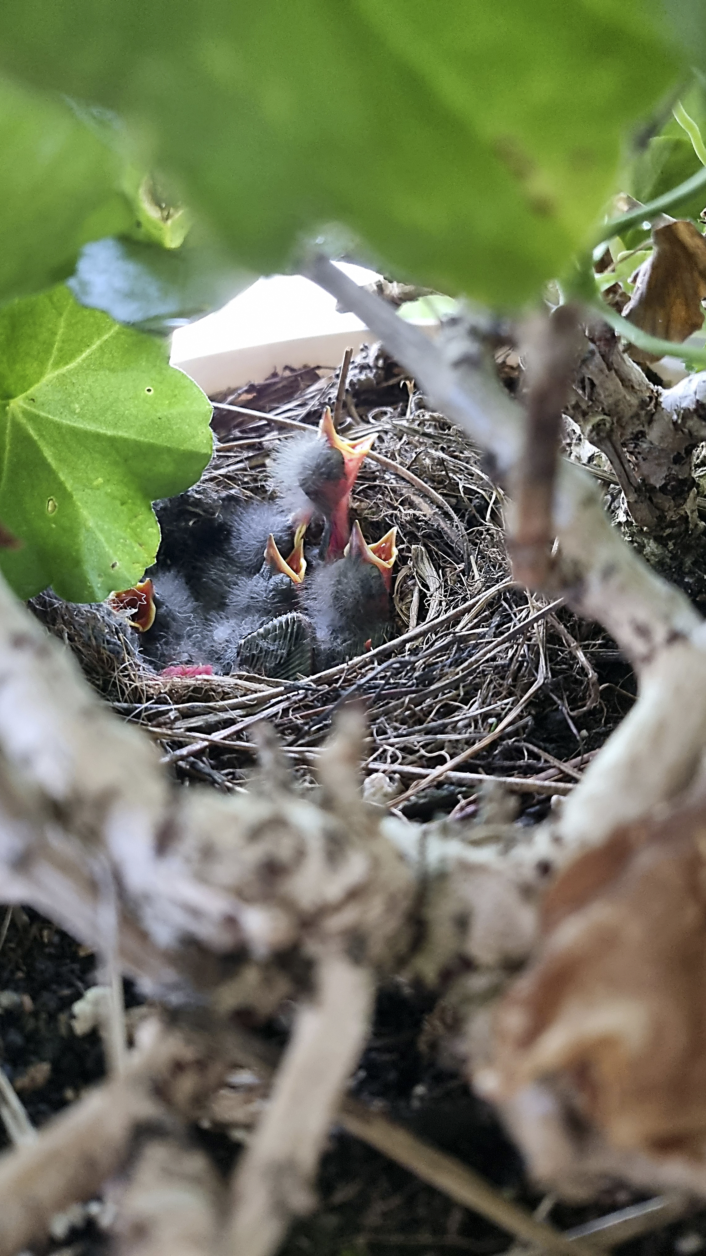 Junge Bachstelzen im Geranienkistli | Belinda Egli, Werthenstein