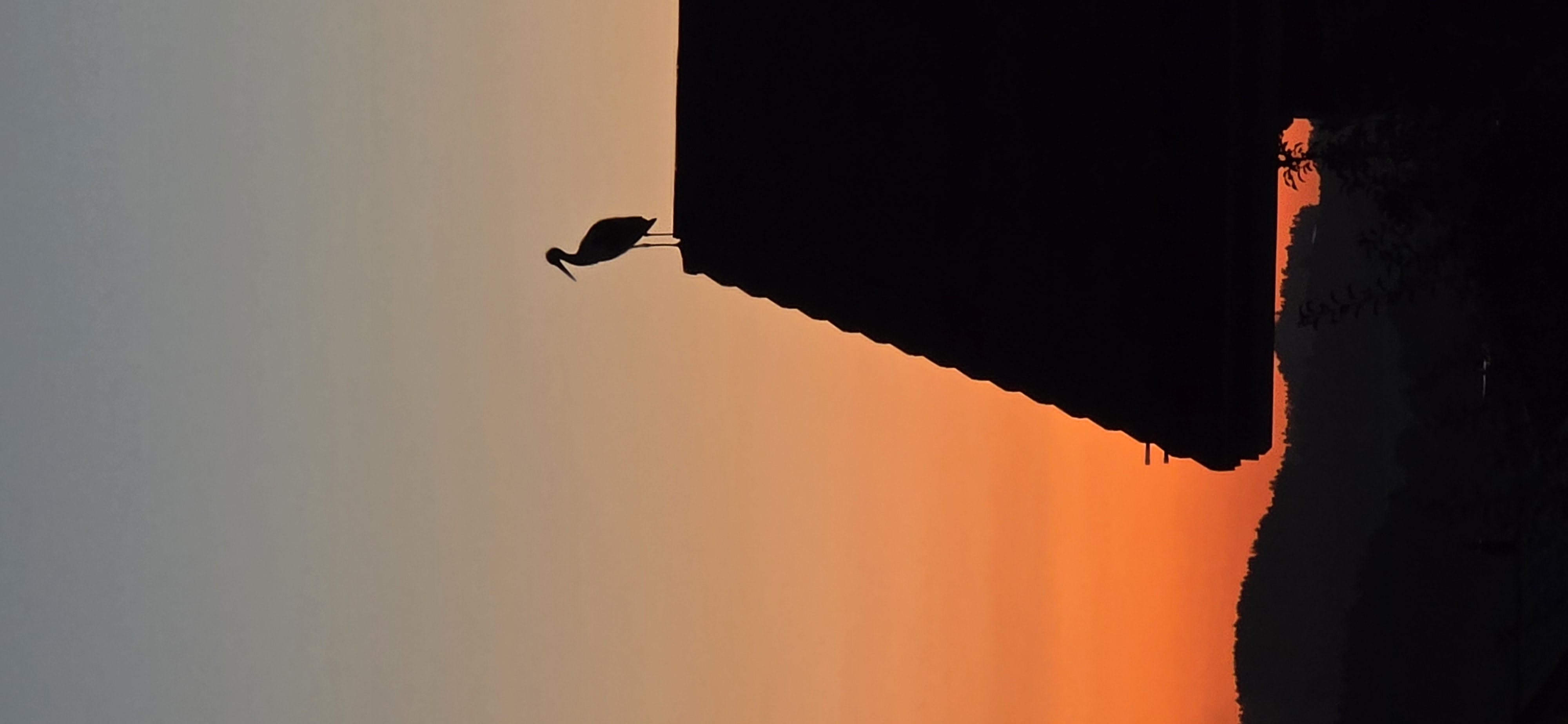 Storch entdeckt bei der Abendstimmung im Roseberg Ruswil    | Jean-Claude Hänggi, Ruswil 