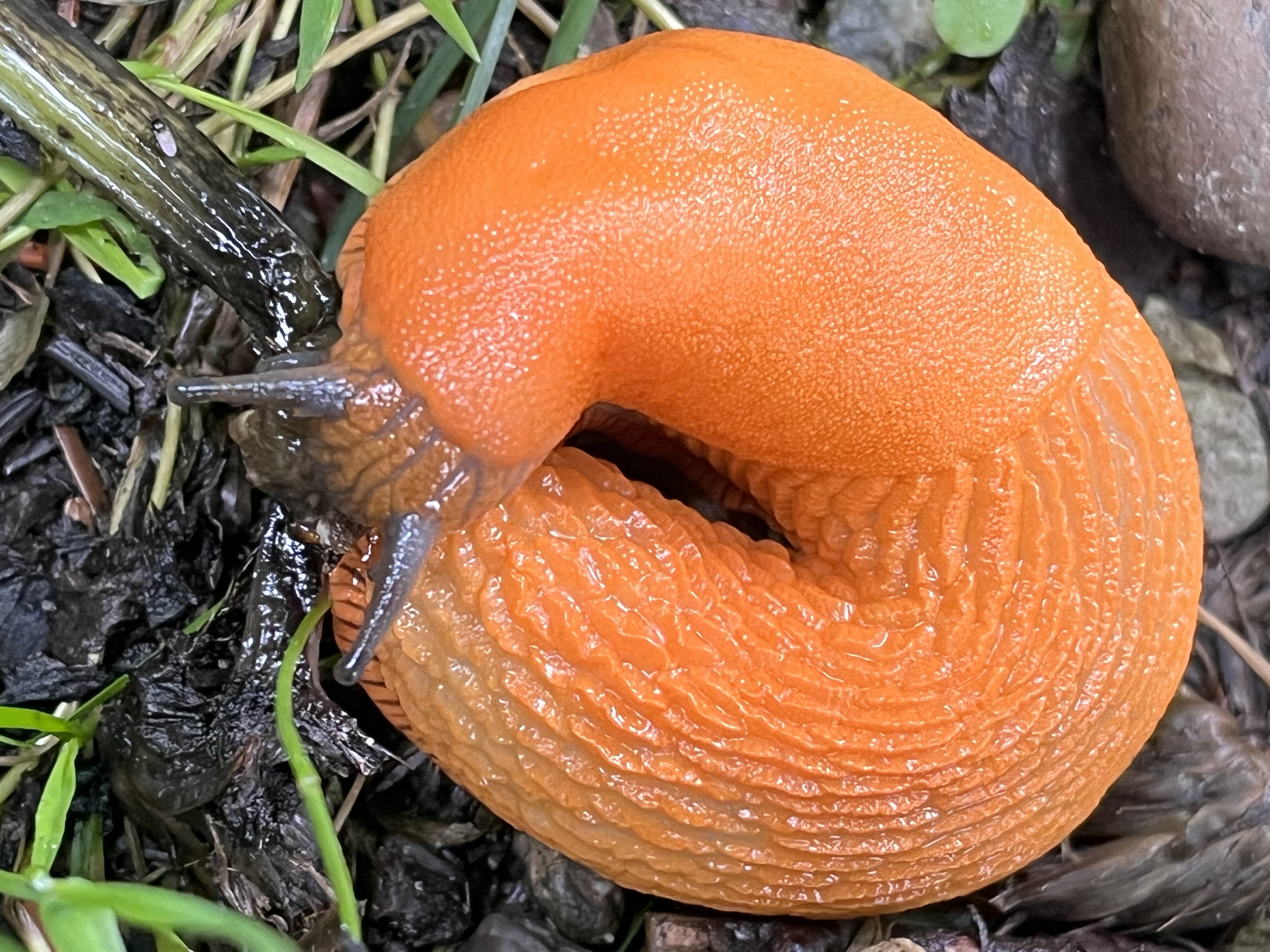 Leuchtend orange Nacktschnecke | Hermann Stalder, Ruswil