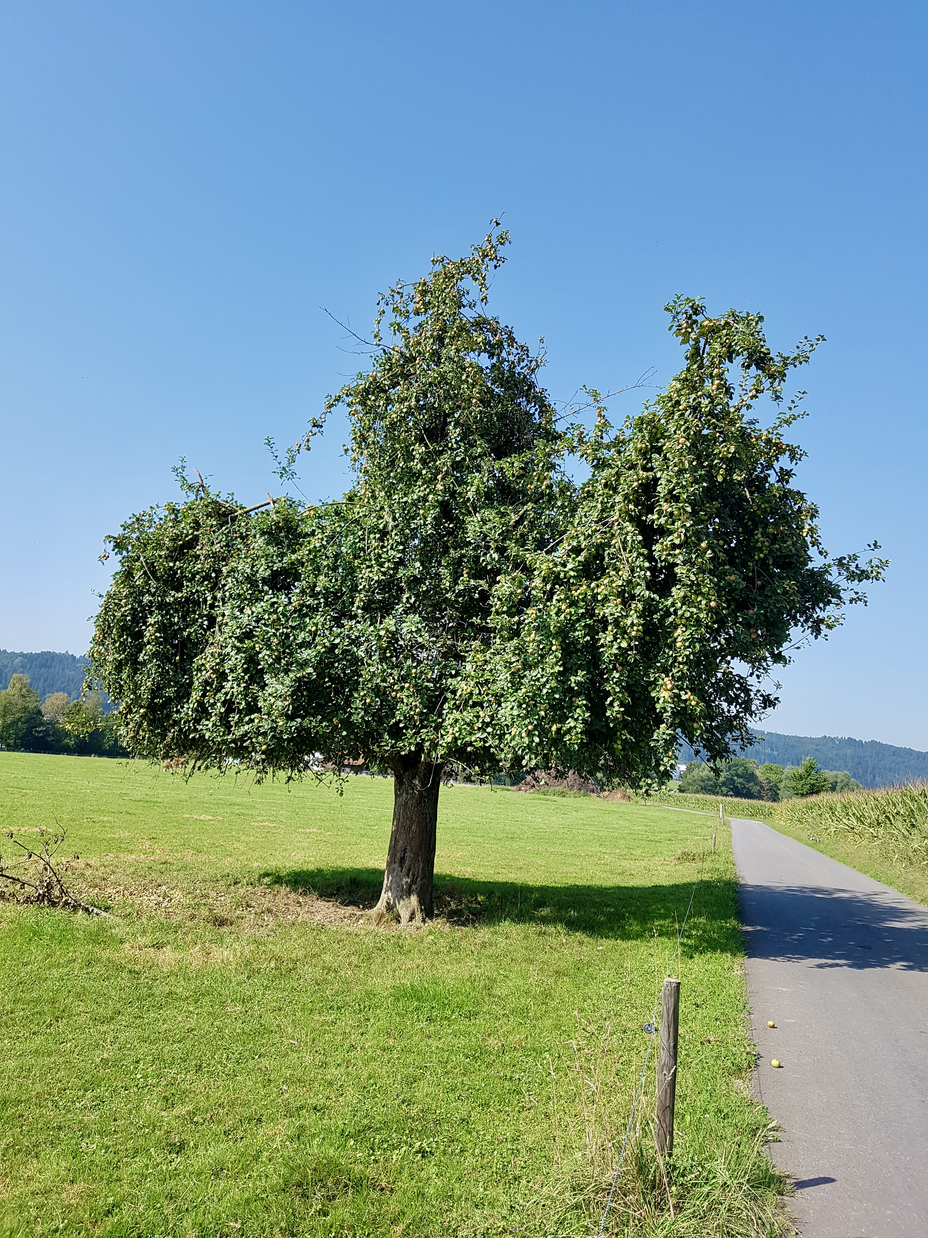 Apfelbaum in voller Pracht  | Emilie Koller, Grosswangen 