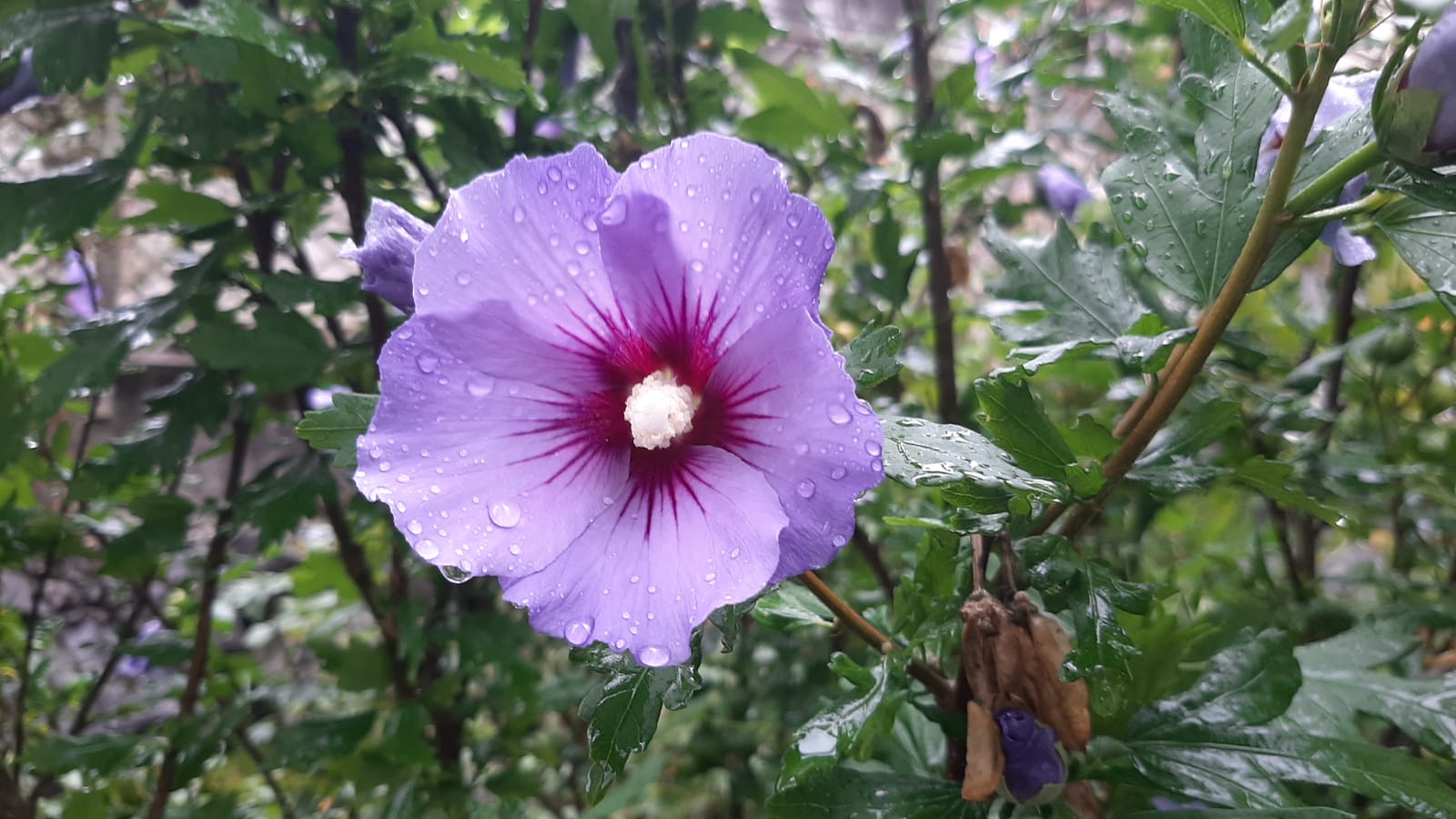 Glitzernde Tautropfen auf der schönsten Blüte vom ganzen Rottal. ; ) | Sarina Muff, Ruswil