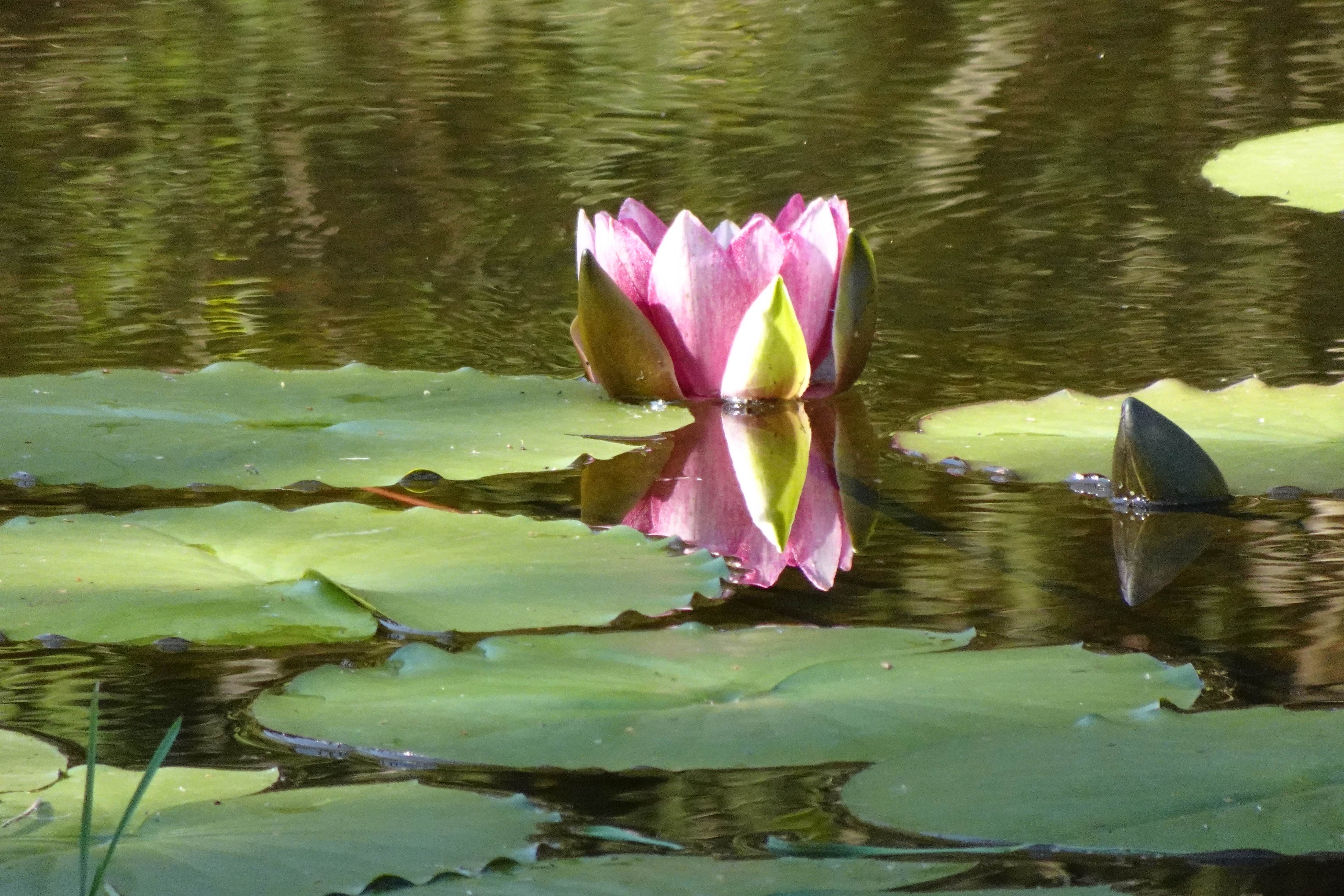 Noch nicht ganz offene Seerose im Schächbelerwald | Urs Amrein, Ruswil 