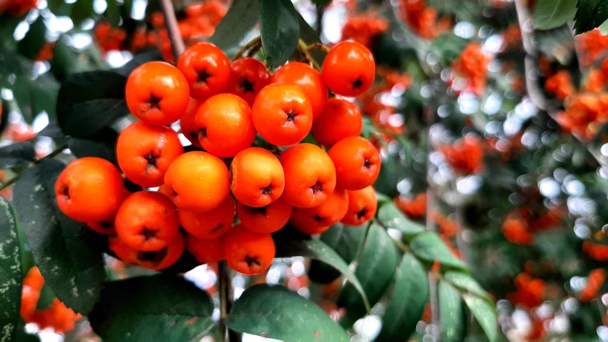 Der Herbst in seiner schönen Farbe  | Sarina Muff, Ruswil 