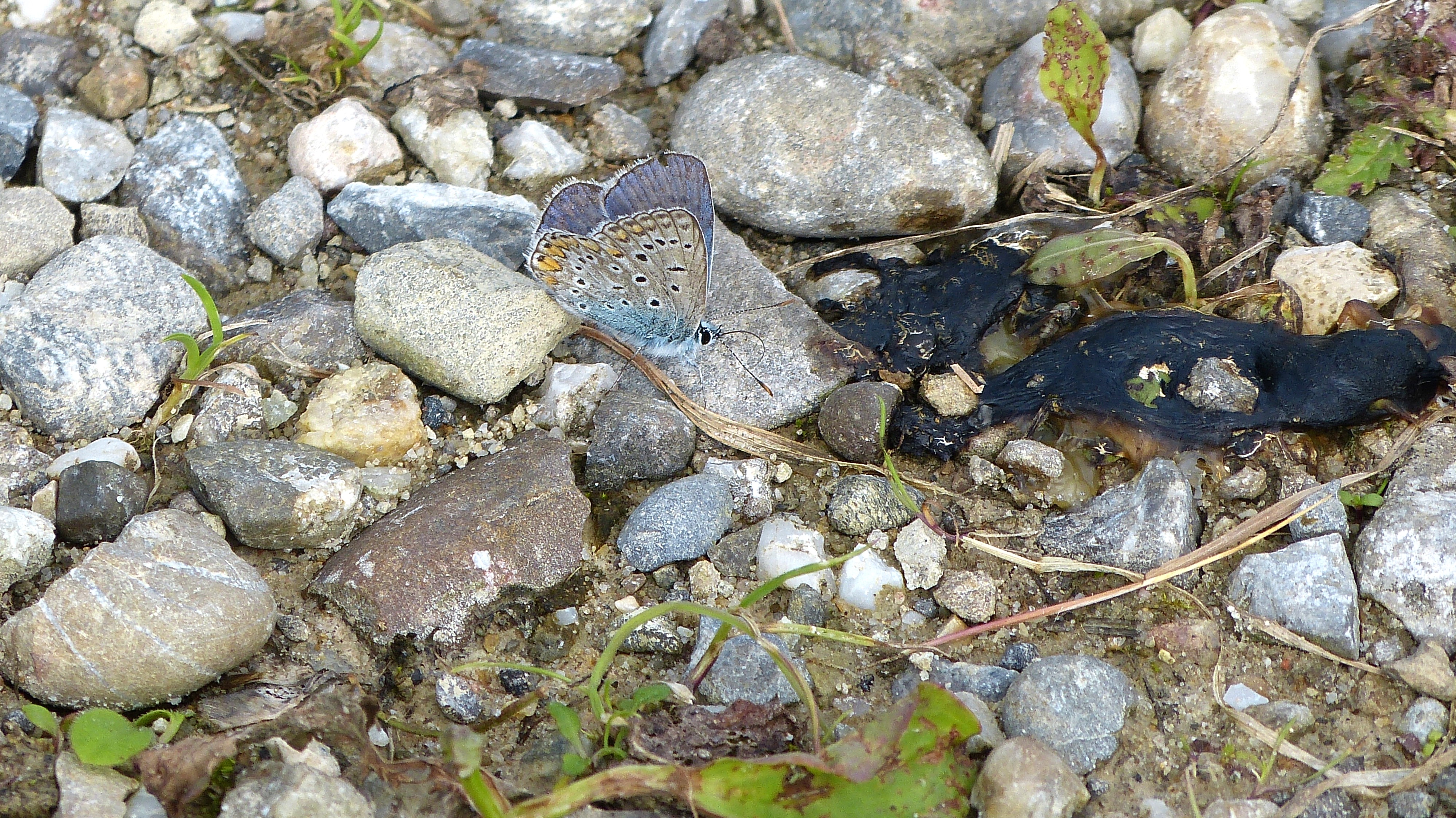 Ein Hauhechel-Bläuling-Schmetterling | Josef Lustenberger, Wolhusen