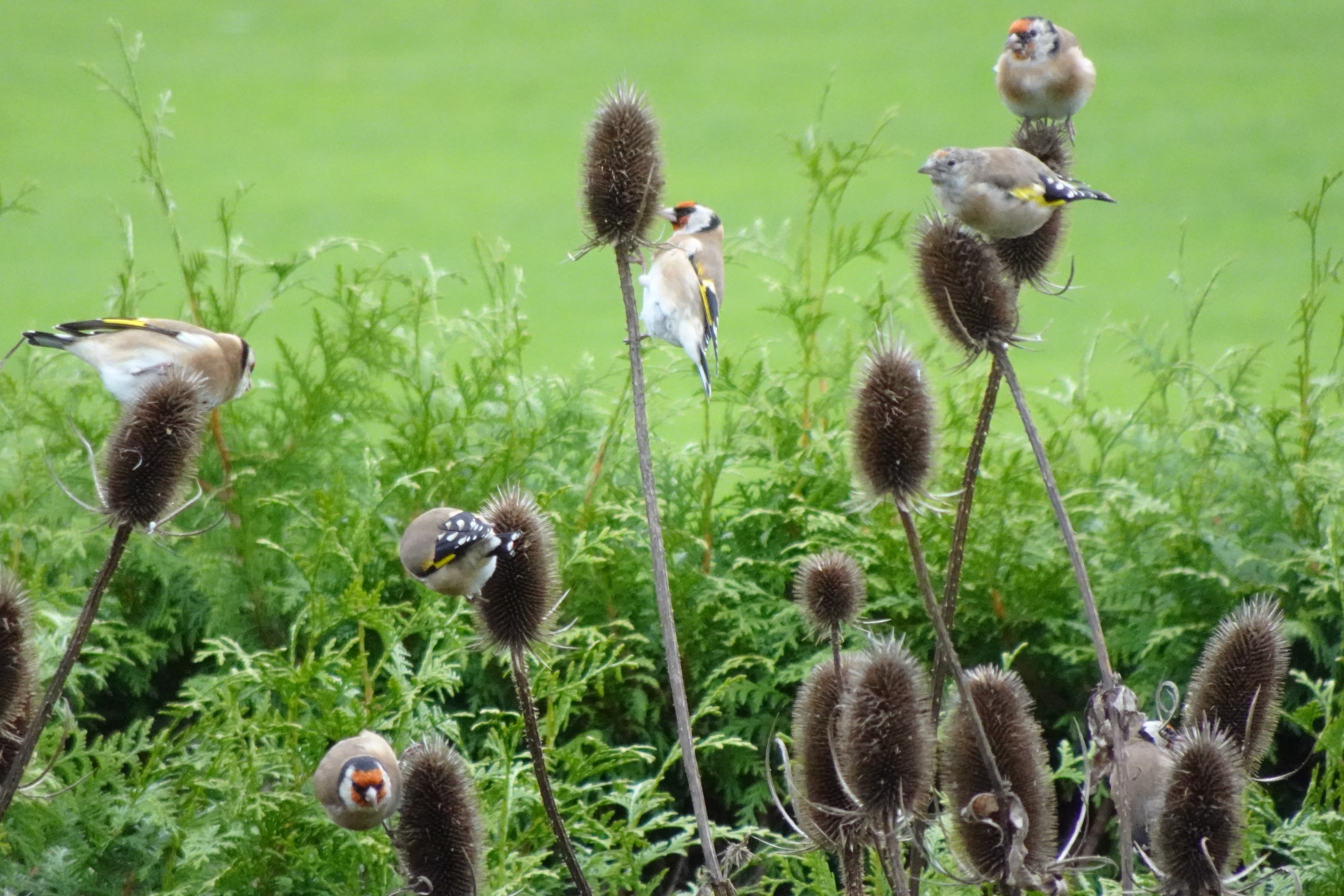 Distelfinken verköstigen sich an den Samen der wilden Karden  | Urs Amrein, Ruswil