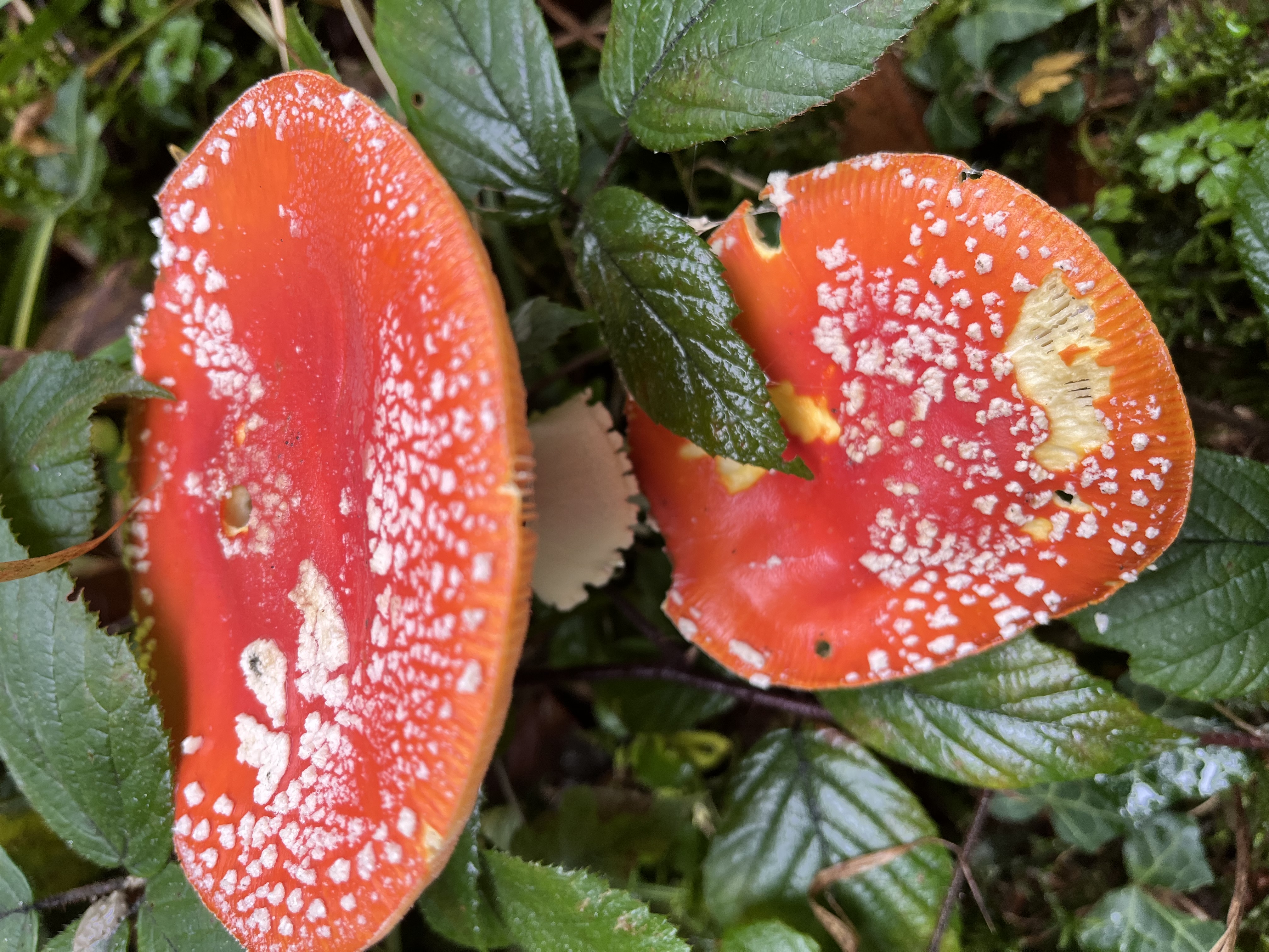 Herbst im Schächbelerwald  | Hermann Stalder, Ruswil