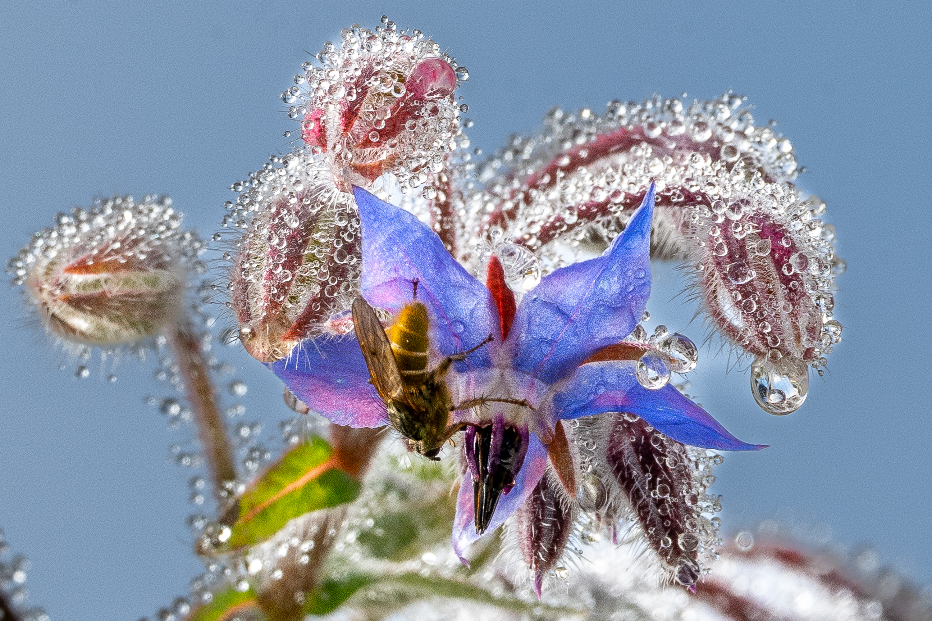 Vom Tau eingenebelte Borretsch-Blüte | Richi Brandenberger, Ruswil