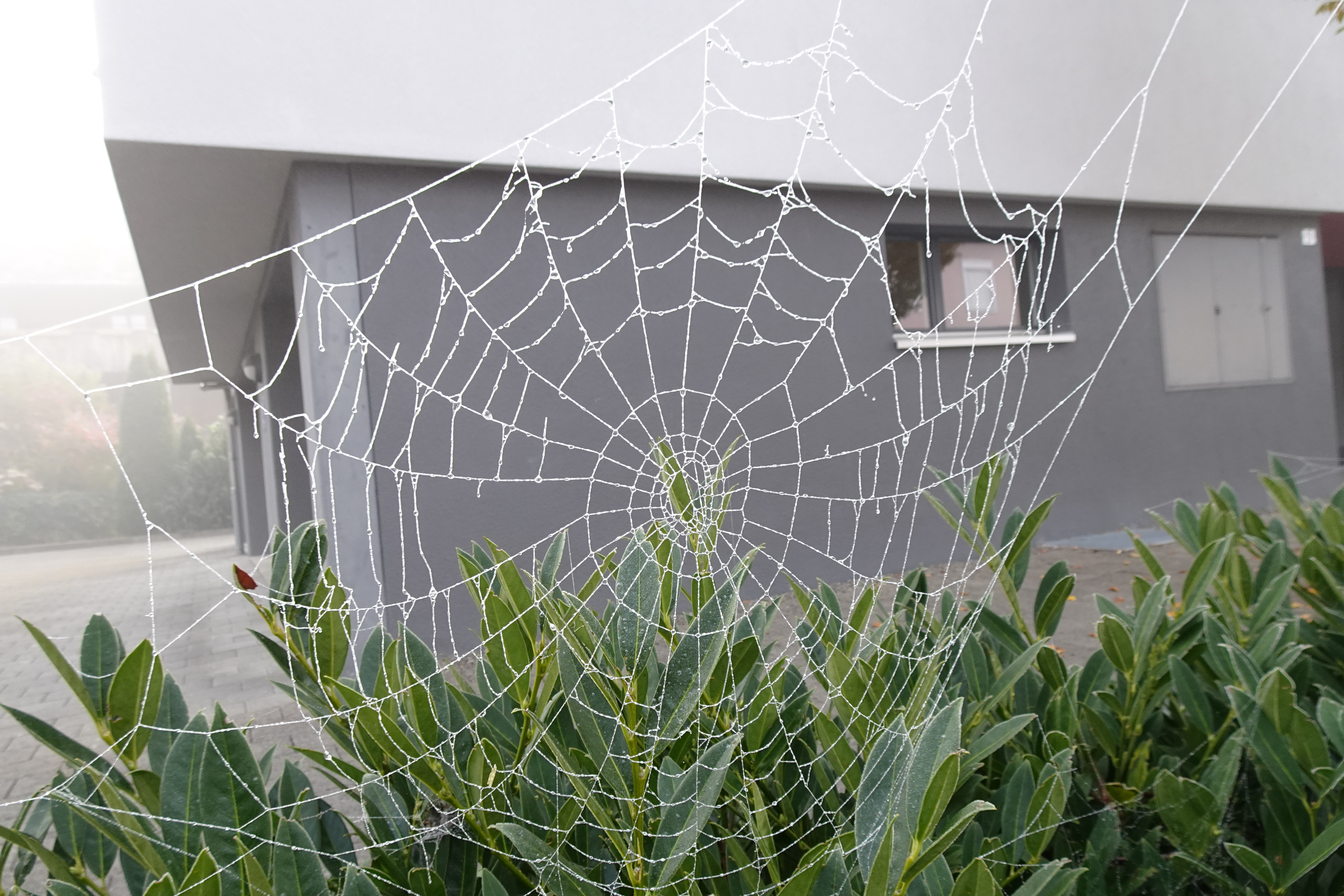 Ein grosses Spinnenradnetz an der Rosswöschstrasse 9 , in Ruswil | Urs Amrein, Ruswil 