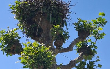 Storchennest mit schönem Ausblick | Emilie Koller, Grosswangen