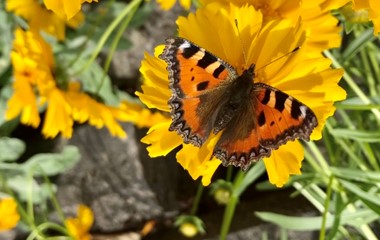 Ein schöner Schmetterling | Jren Bösch, Buttisholz