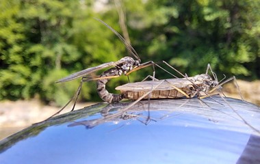 Zwei Insekten sonnen sich auf einem Löffel. | Silvia Schweizer, Werthenstein