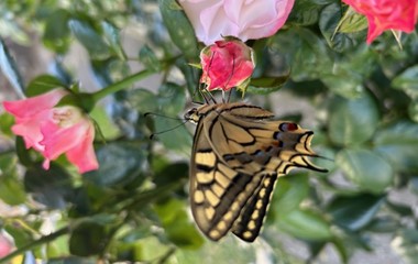 Der farbenprächtige Schwalbenschwanz hat sich eine edle Rose als kurze Rast ausgesucht | Alfred Kränzlin, Werthenstein