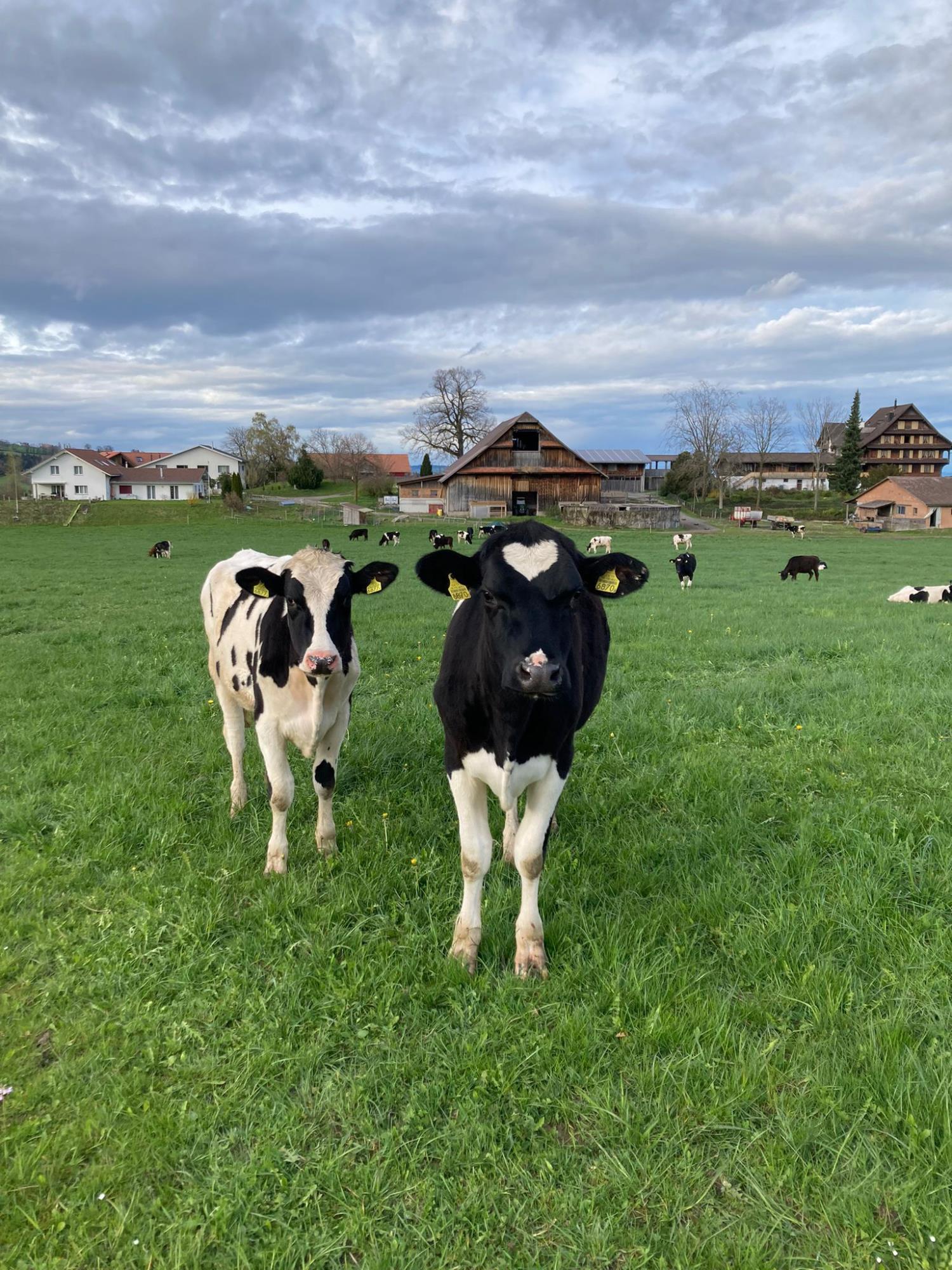 Dieses  Kalb scheint das Herz auf dem richtigen Fleck zu haben. Foto Silvia Buob
