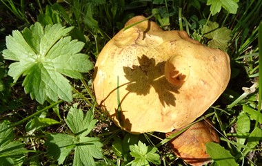 Wie verrückt spriessen diese Pilze in Ruswil aus dem Boden.  | Urs Amrein, Ruswil