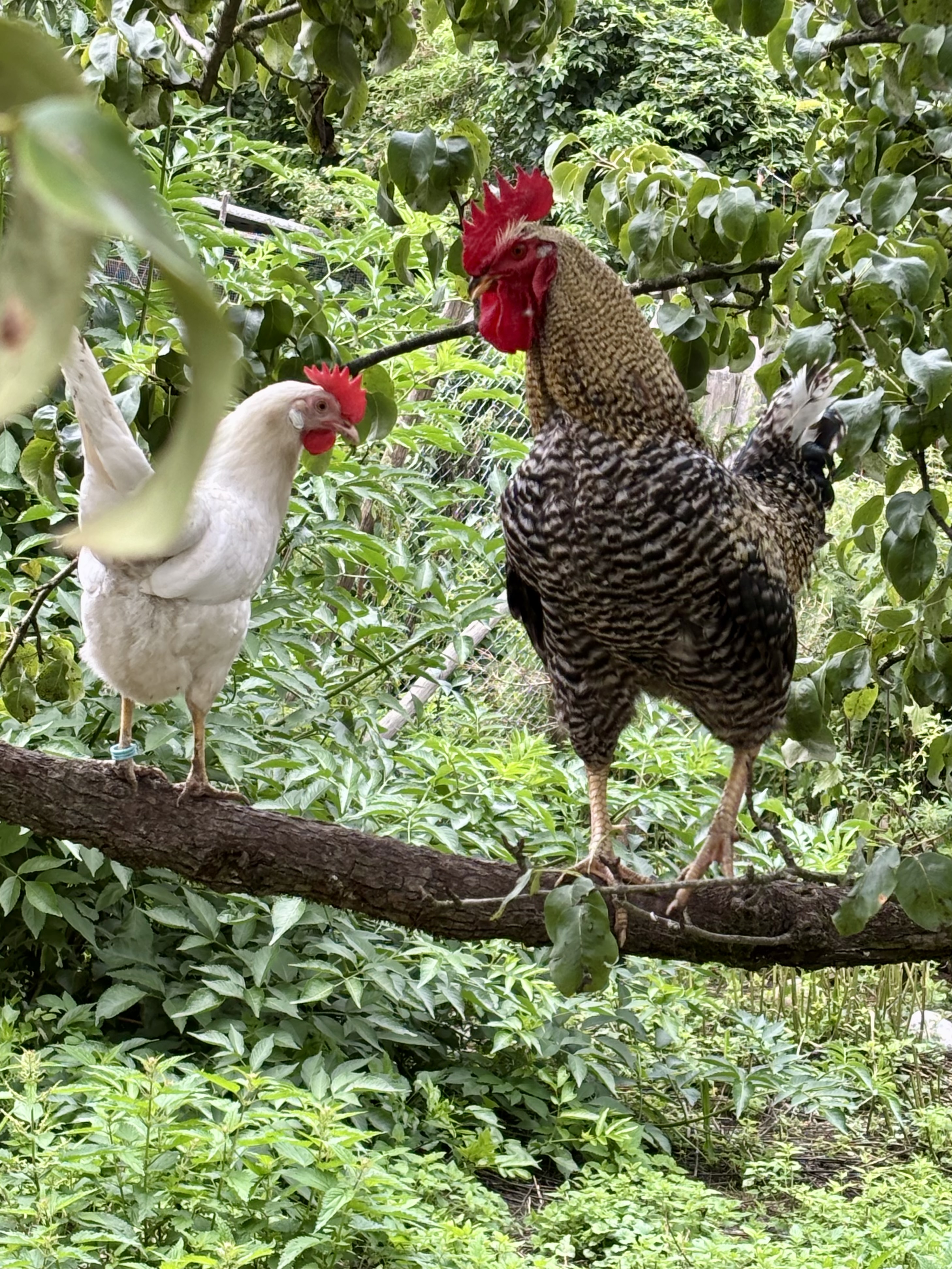 Ein stolzer Hahn und seine Untertanen.  | Toni Koller, Grosswangen 