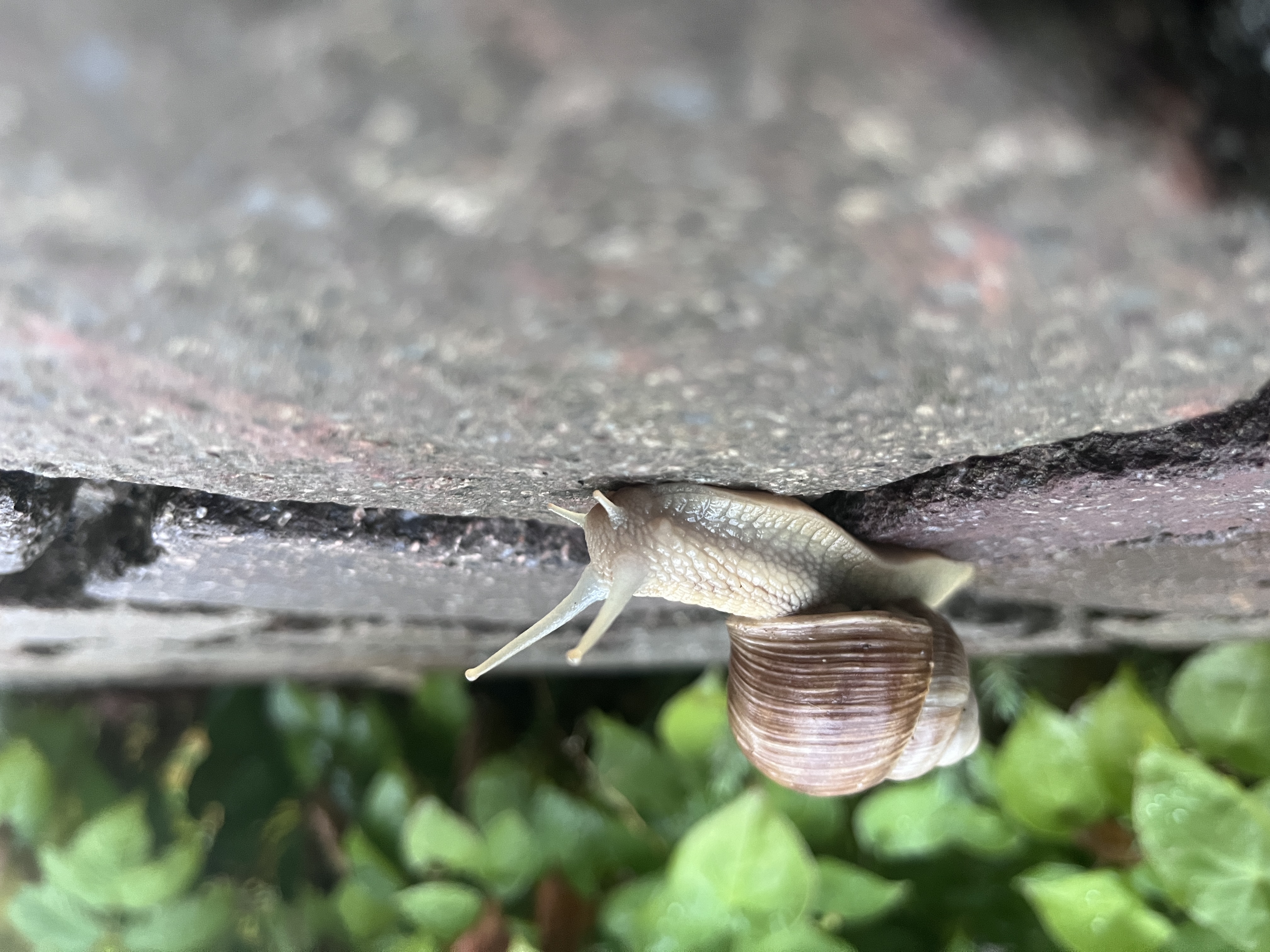 Auch eine Schnecke erreicht ihr Ziel.  | Foto Michael Wyss