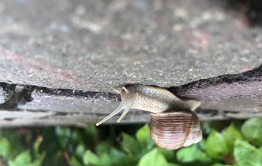 Auch eine Schnecke erreicht ihr Ziel.  | Foto Michael Wyss
