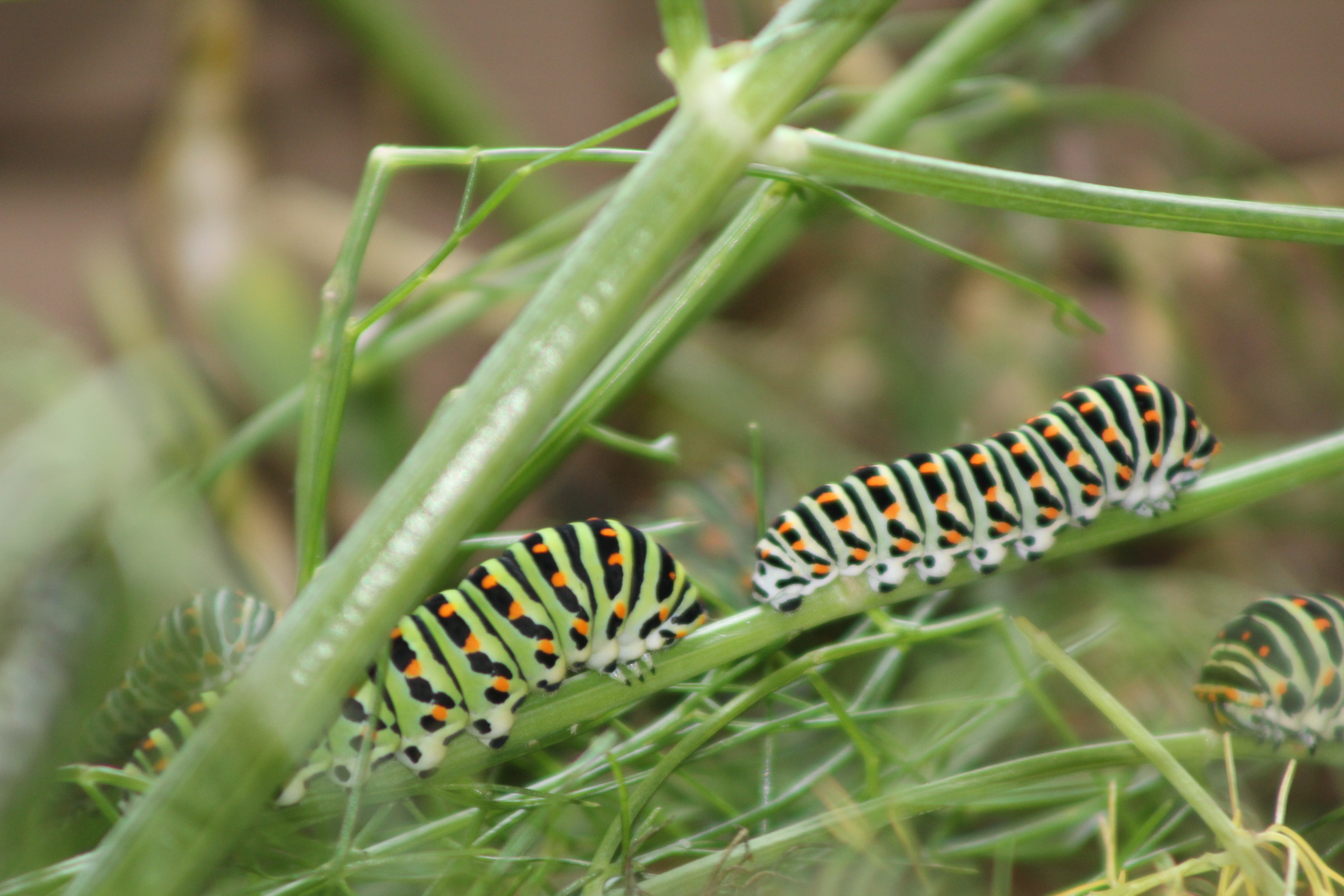 Eine Schwalbenschwanz Raupe | Sarah Rappo 