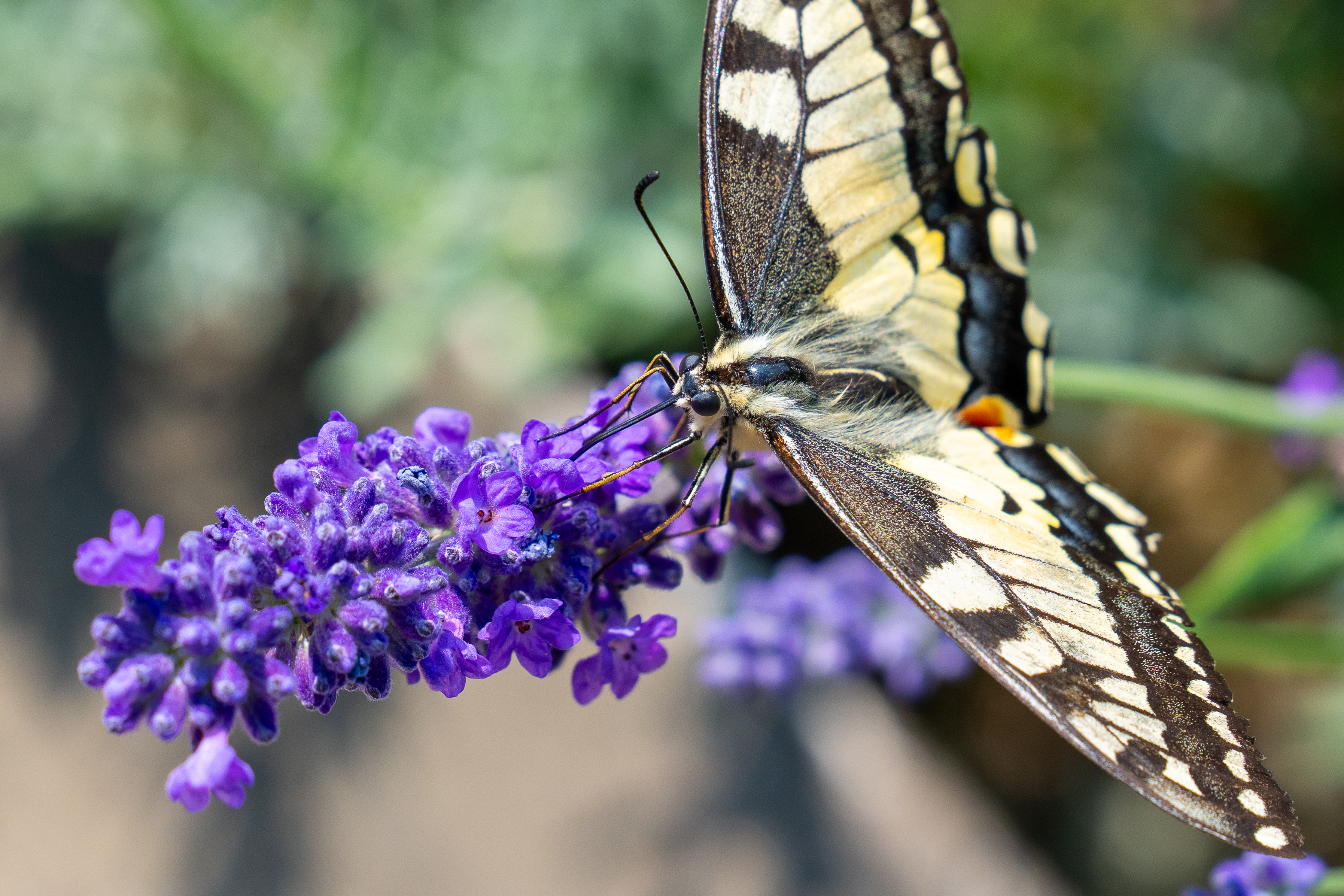 Der Schwalbenschwanz-Schmetterling in seiner Schönheit.  | Richi Brandenberger 