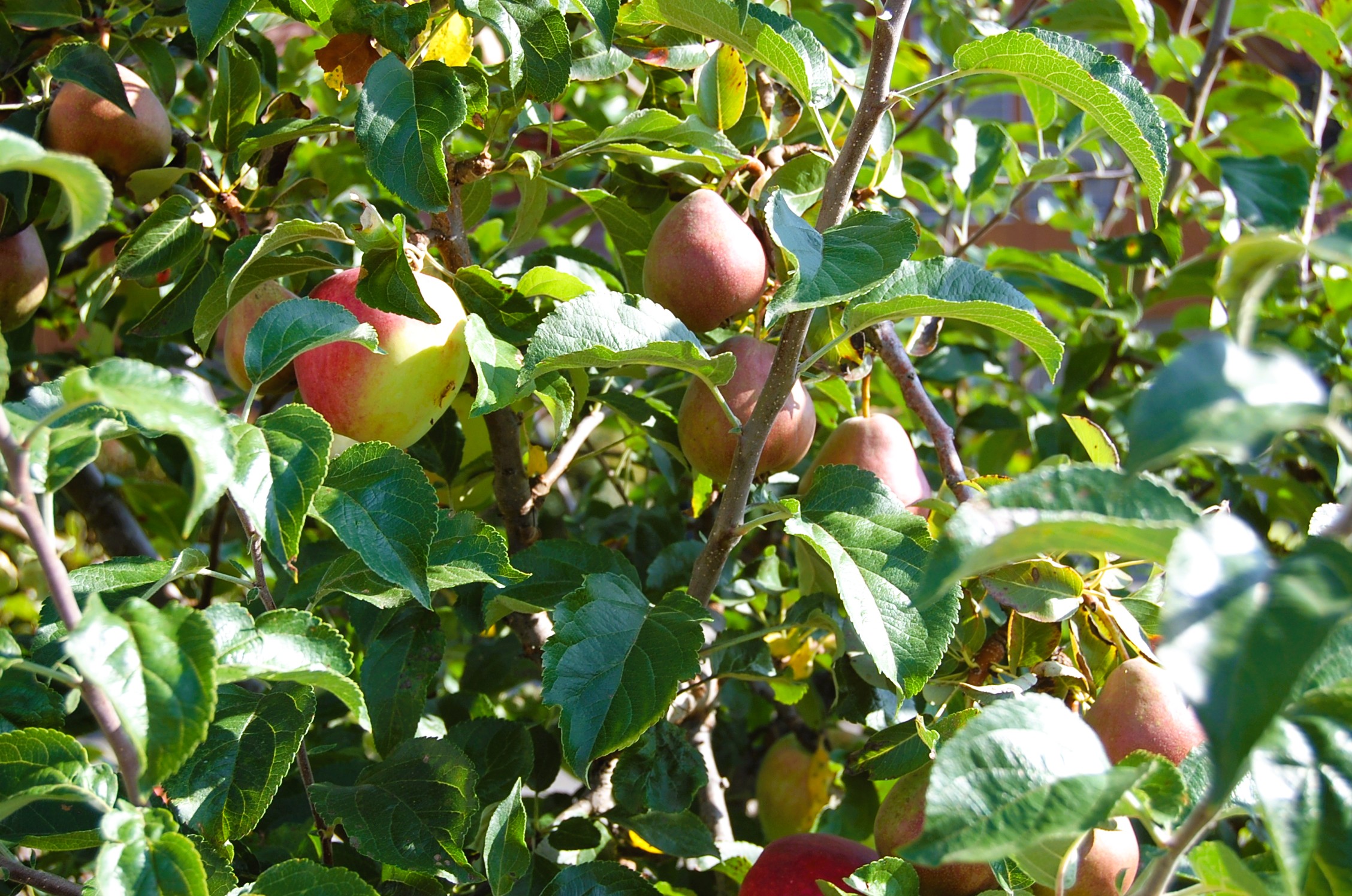 Apfel und Birnen am gleichen Stamm? Nein! Die Äste des Birnbaums umschlingen den Apfelbaum. | Willi Rölli