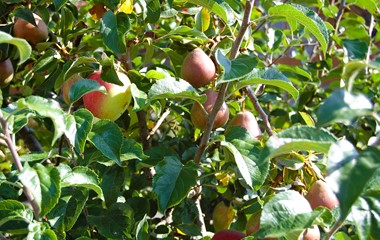 Apfel und Birnen am gleichen Stamm? Nein! Die Äste des Birnbaums umschlingen den Apfelbaum. | Willi Rölli