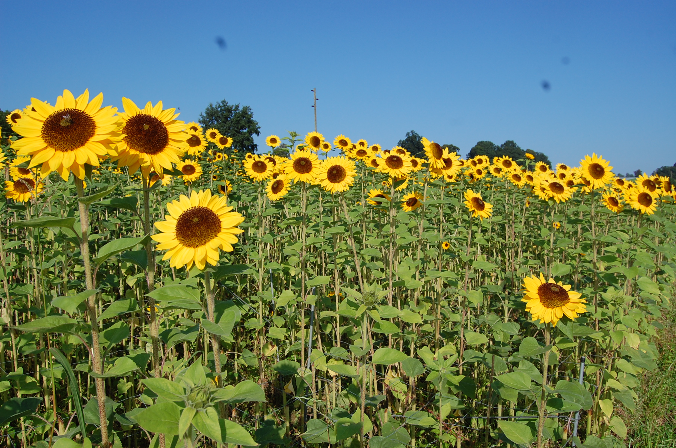 In Blochwil, an der Grenze Grosswangen-Menznaz, strecken sich die Sonnenblumen der Sonne entgegen.  | Willi Rölli