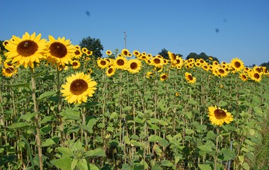 In Blochwil, an der Grenze Grosswangen-Menznaz, strecken sich die Sonnenblumen der Sonne entgegen.  | Willi Rölli