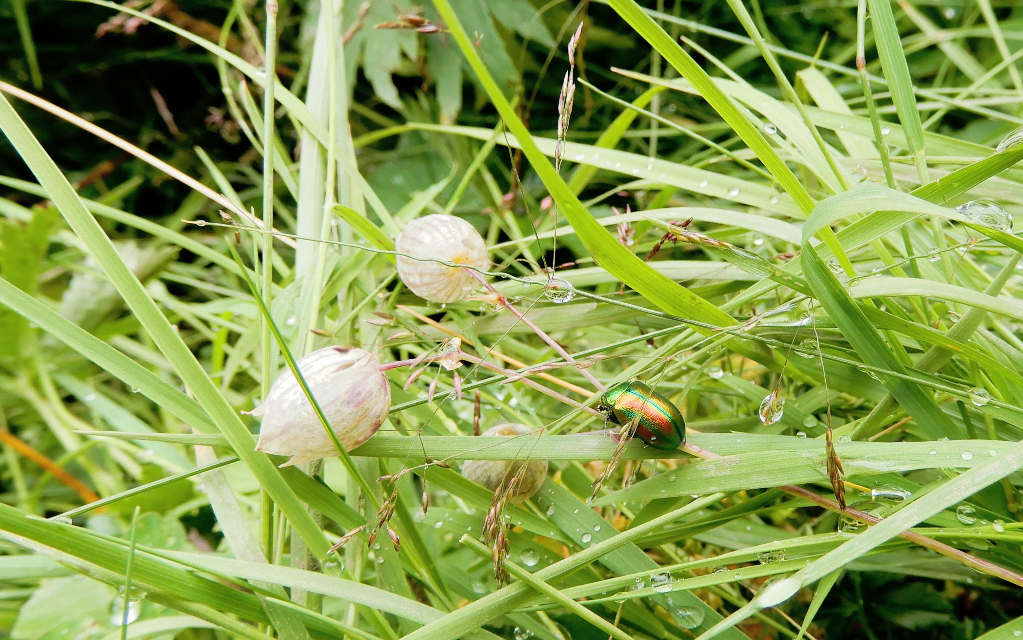Glitzerkäfer auf Erkundungstour | Sarina Muff, Ruswil
