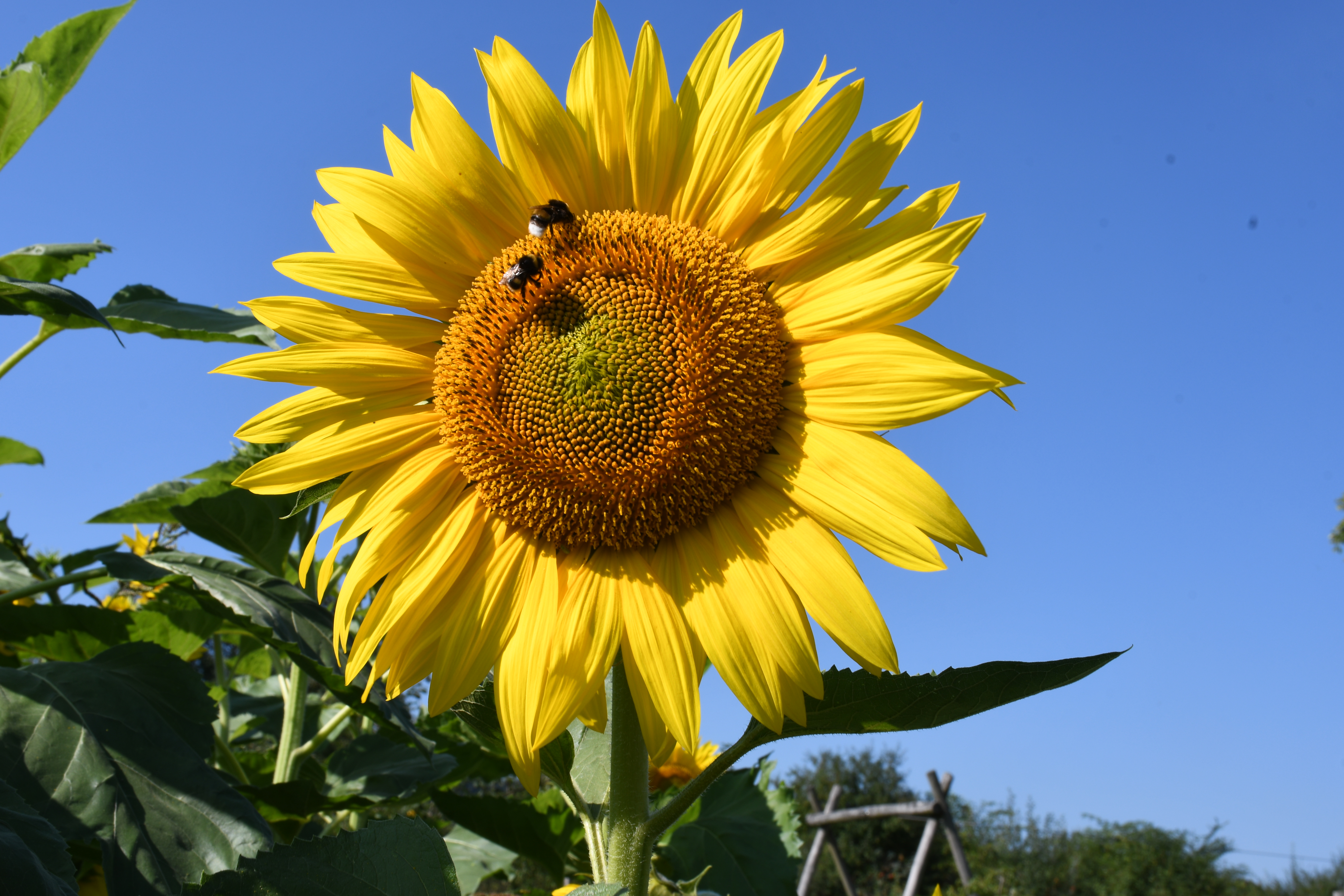 Strahlt der Morgensonne entgegen.  | Toni Koller, Grosswangen 